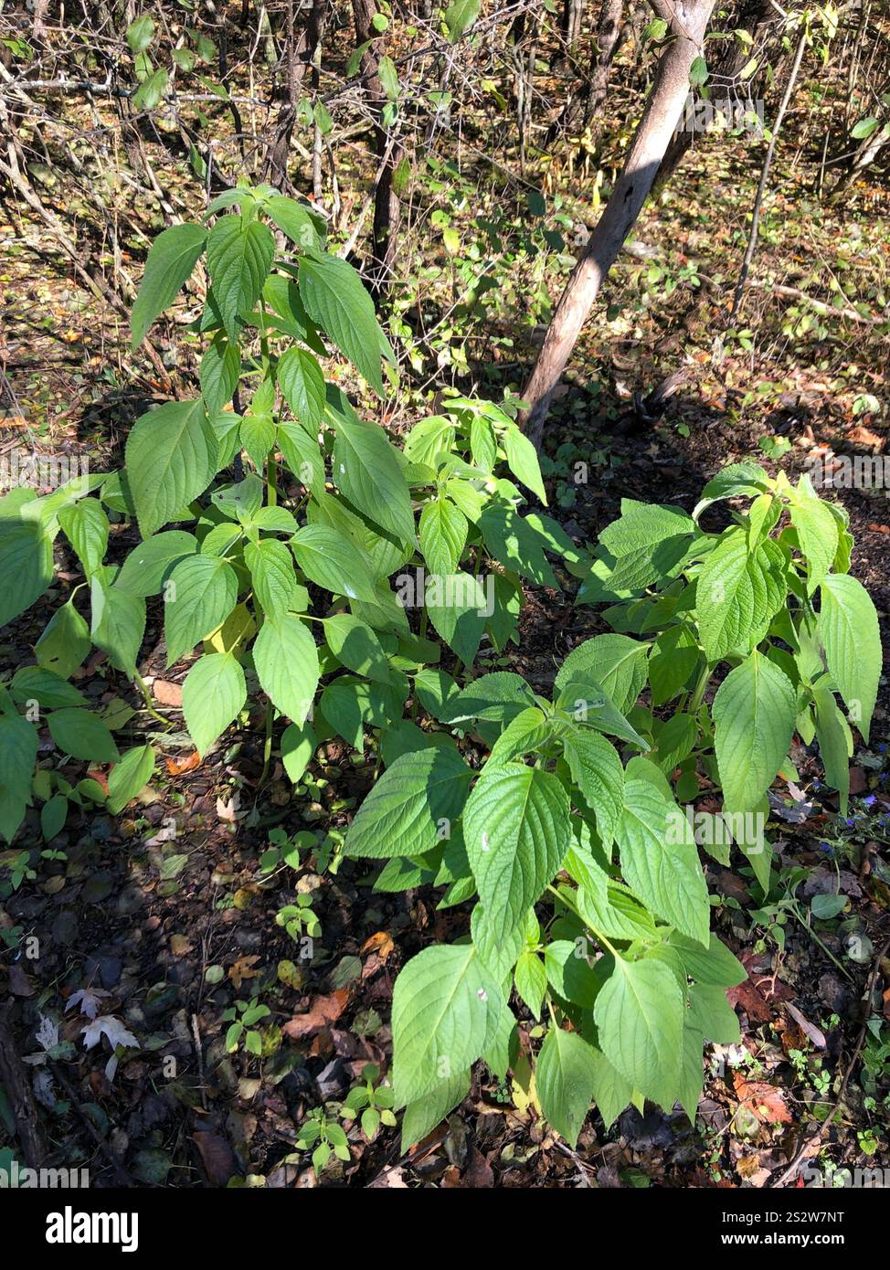 flowering plants (Angiospermae Stock Photo - Alamy