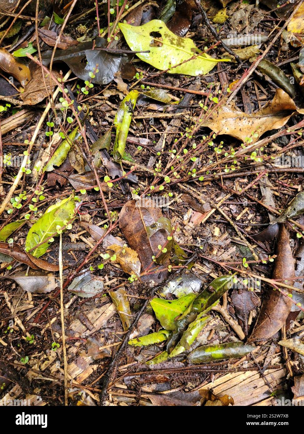 climbing rātā (Metrosideros perforata Stock Photo - Alamy