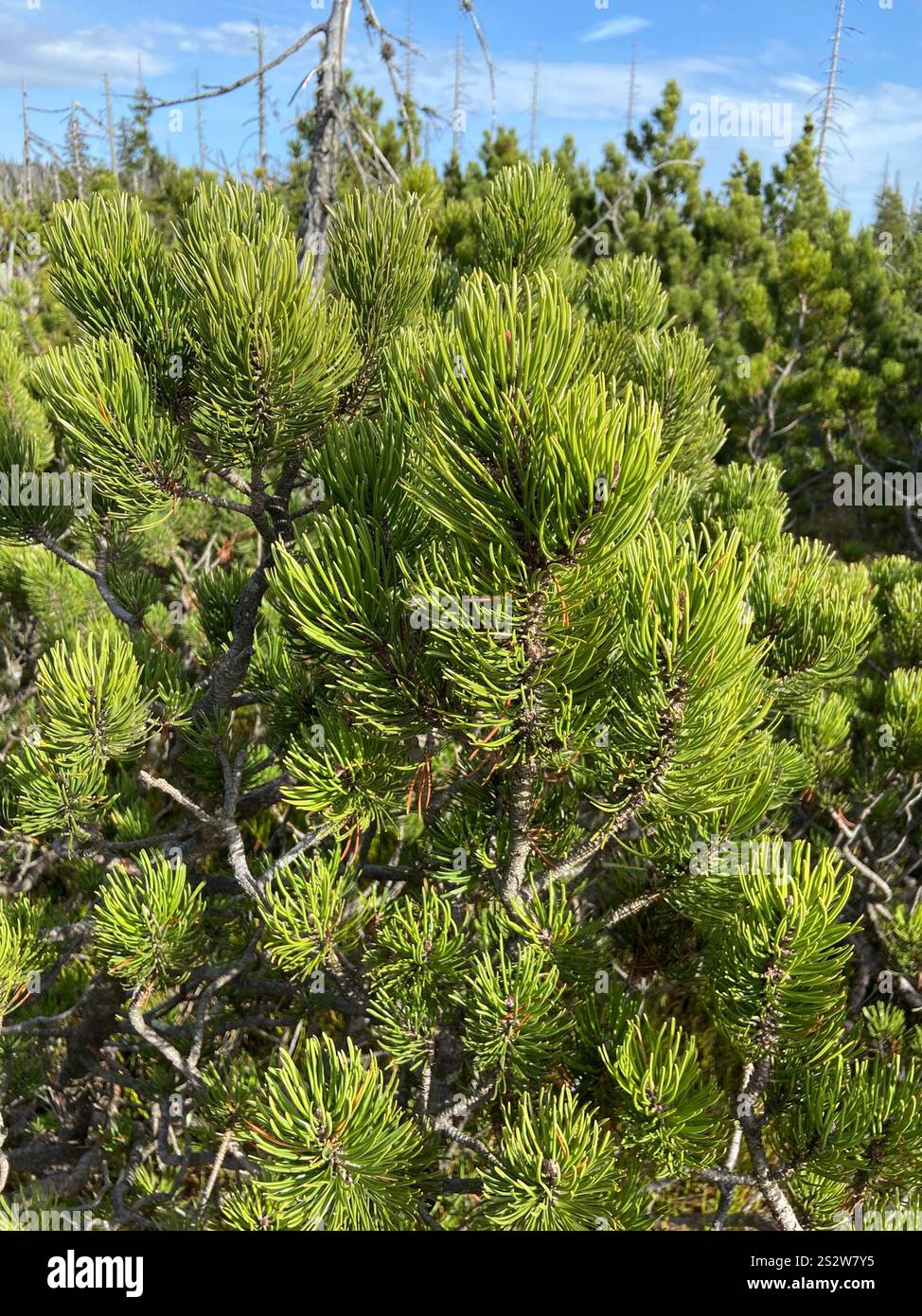 mountain pine (Pinus mugo Stock Photo - Alamy