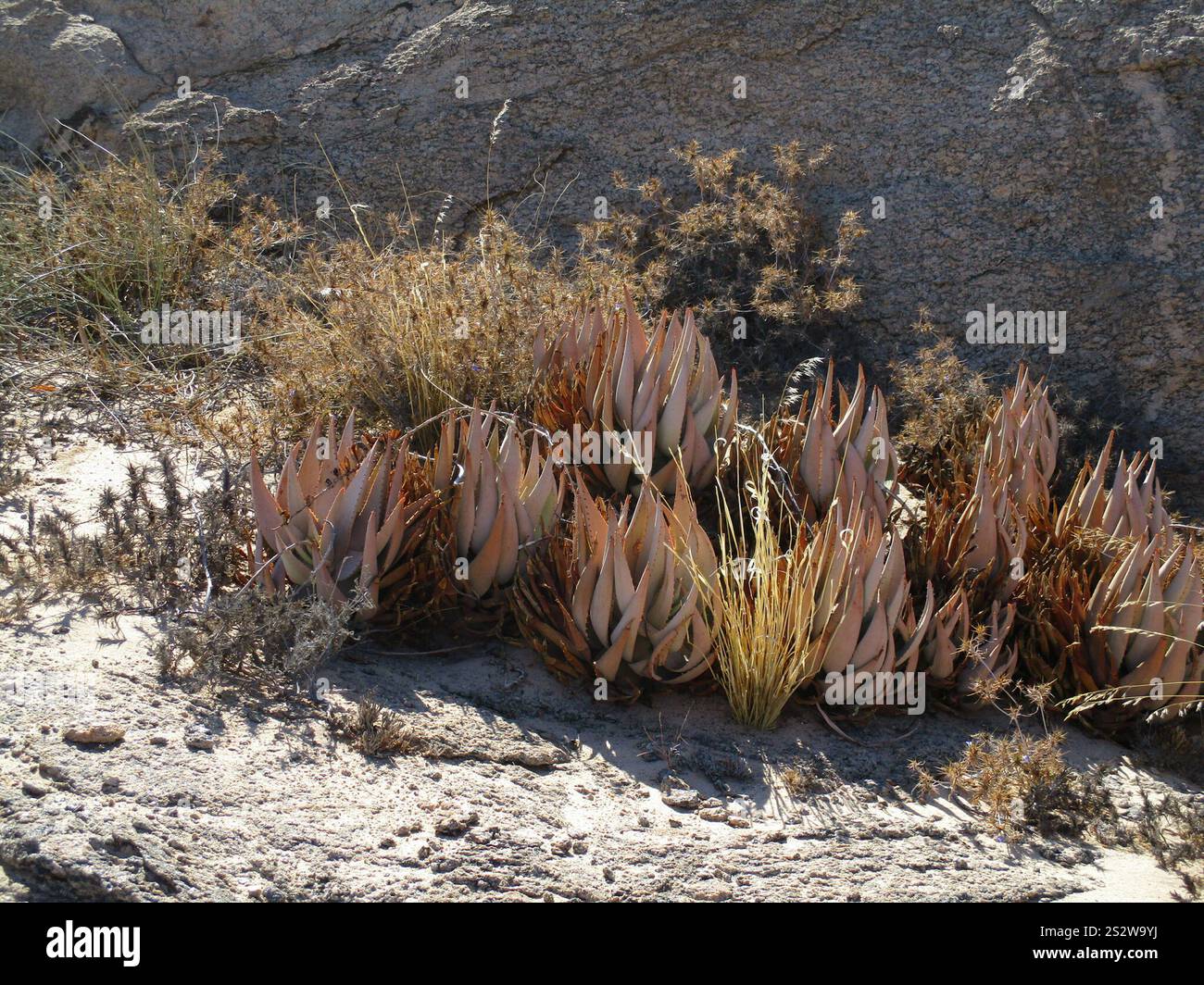 Sandpaper Aloe (Aloe asperifolia Stock Photo - Alamy