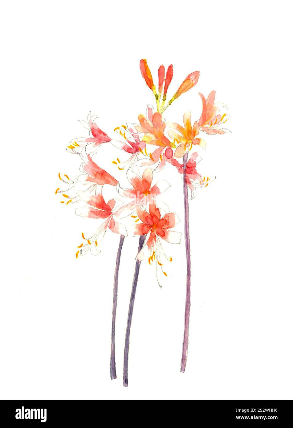 Watercolour painted wild nokanzo flowers in the field Wild kayaba wildflowers White background Stock Photo