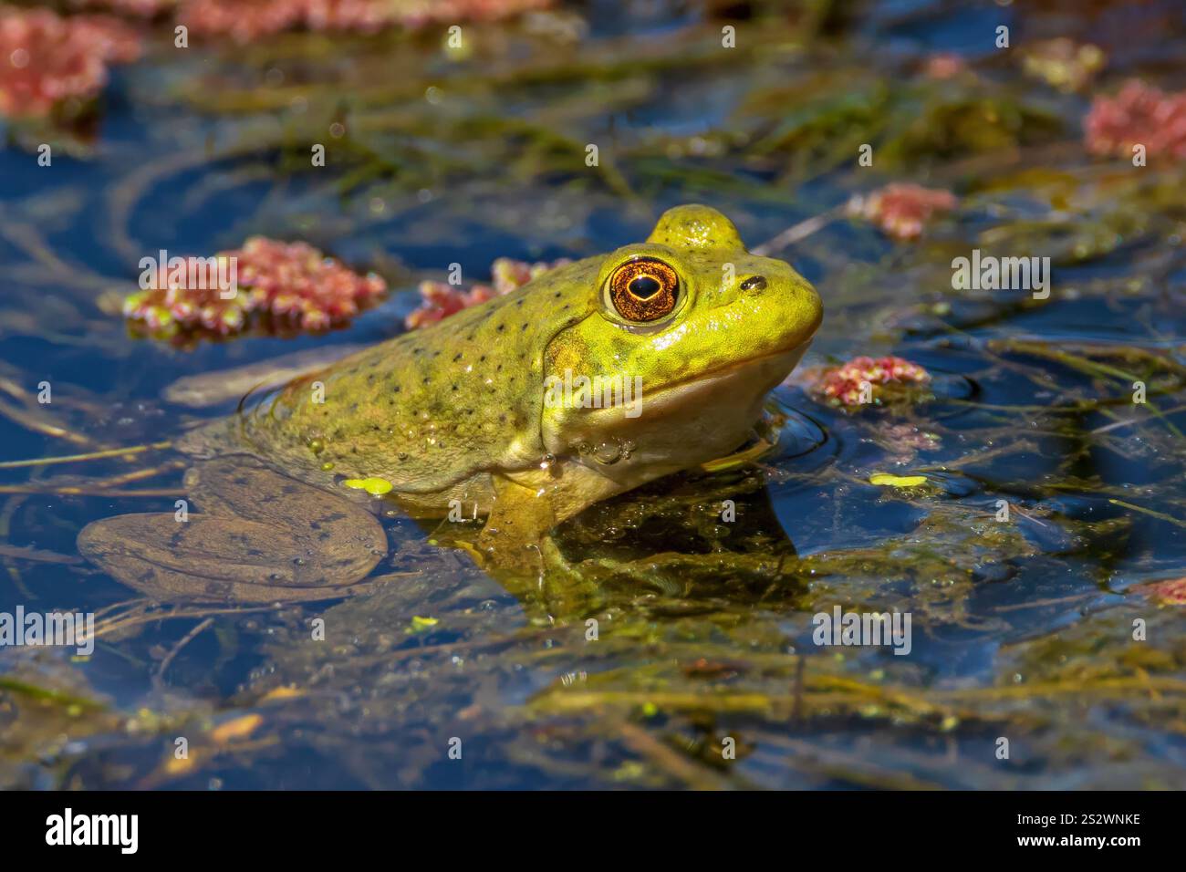 Lithobates catesbeianus north american bullfrog hi-res stock ...