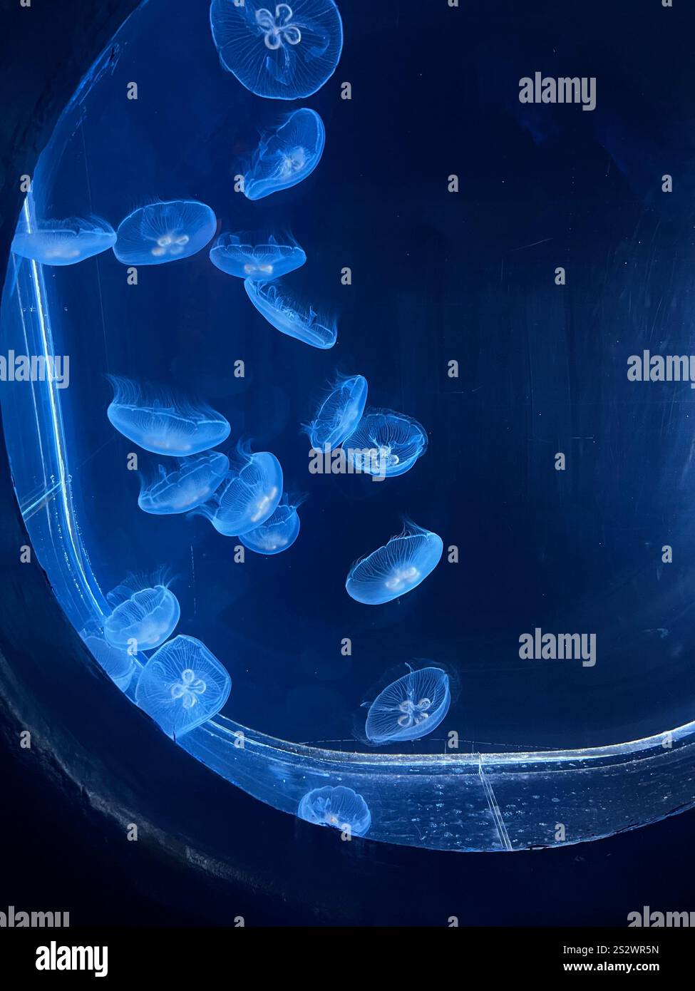 A group of blue jellyfish glides gracefully through their illuminated aquarium tank, their translucent bodies glowing against the deep blue water. - Smartphone Captured Stock Image