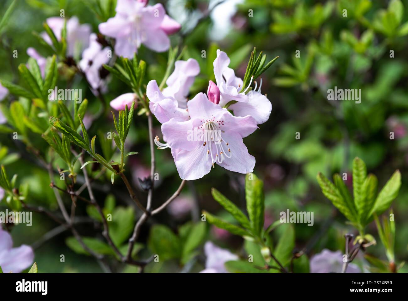 Rhododendron schlippenbachii hi-res stock photography and images - Alamy