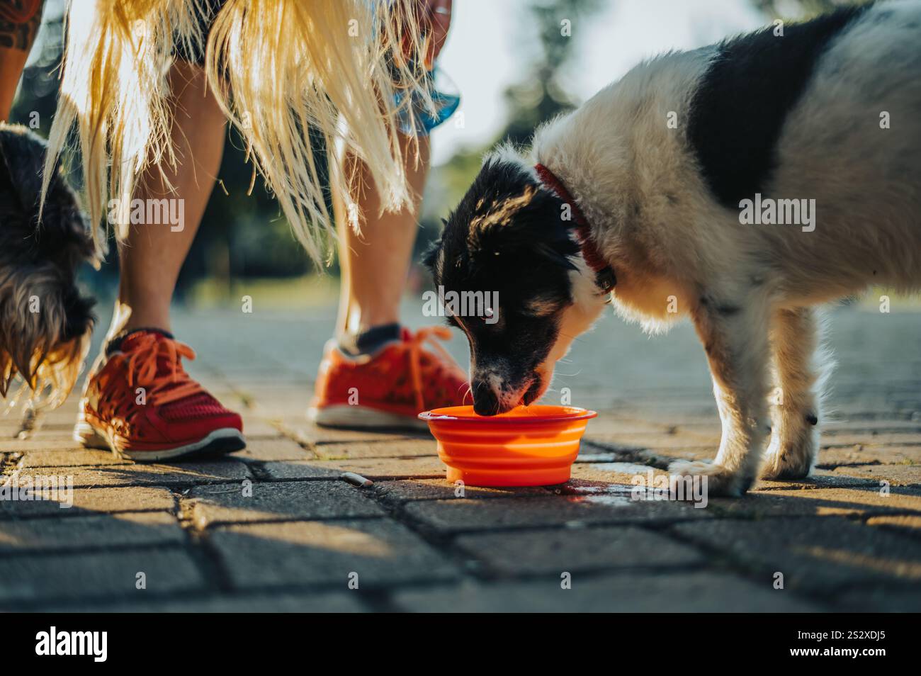 Beautiful dog drinking water from the portable bowl while out during walk Stock Photo