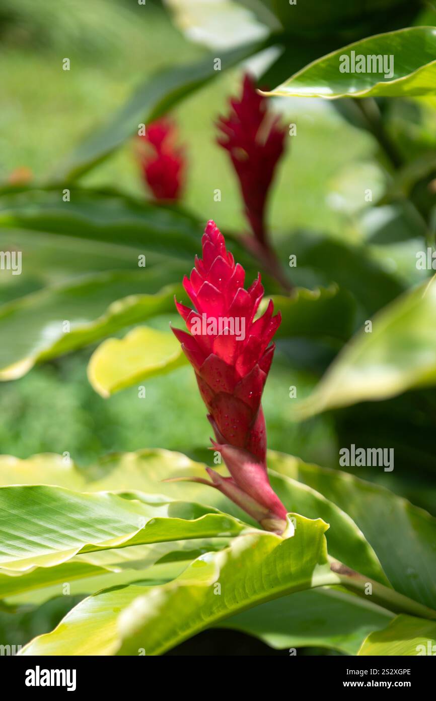 Hawaiian pink ginger plant hi-res stock photography and