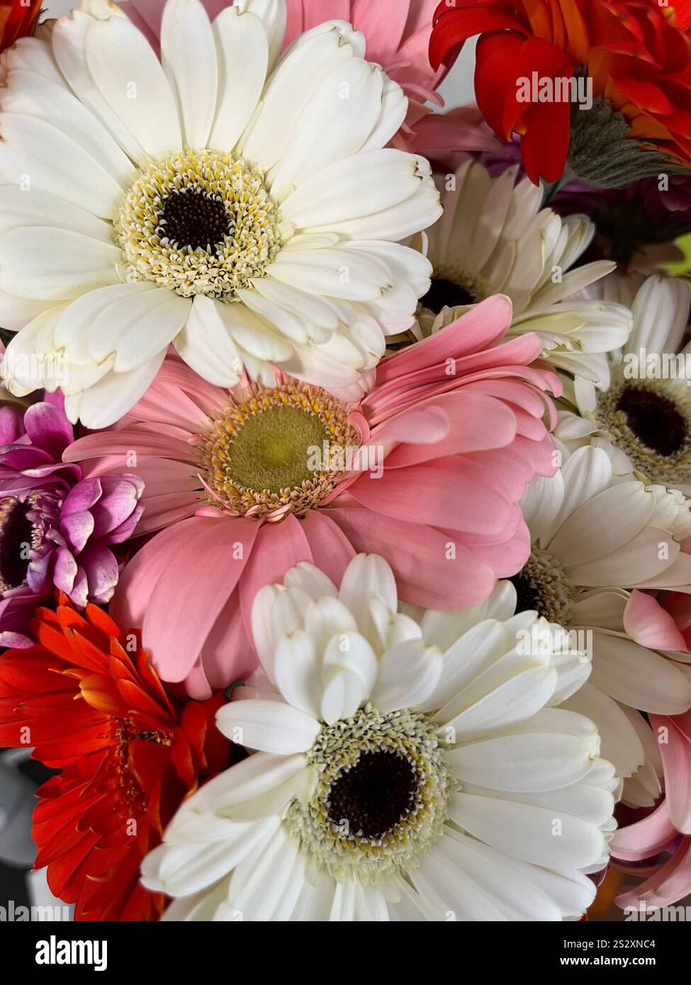 The bouquet of gerbera flowers - Smartphone Captured Stock Image
