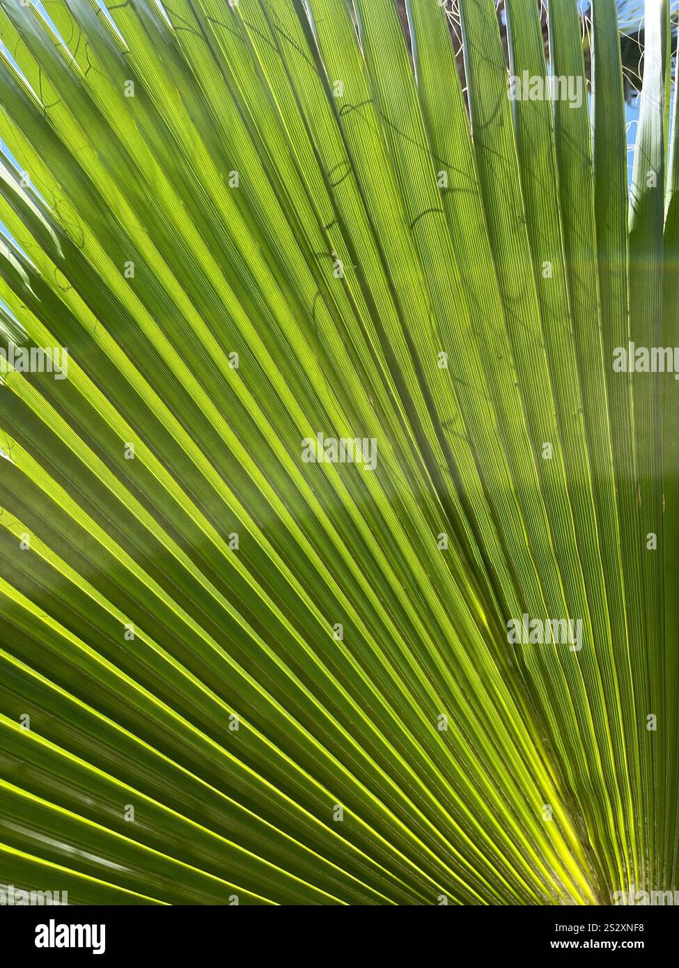 A palm leaf close up - Smartphone Captured Stock Image
