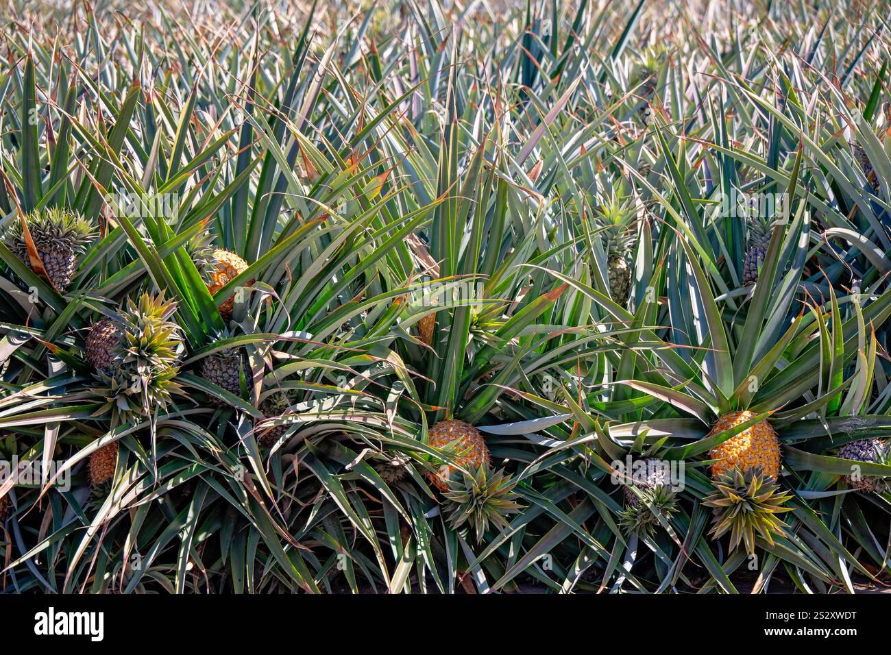 Pineapple plantation farm, tropical fruit grow growing agriculture, Queensland Australia, industry economy export production, food nutrition health he Stock Photo