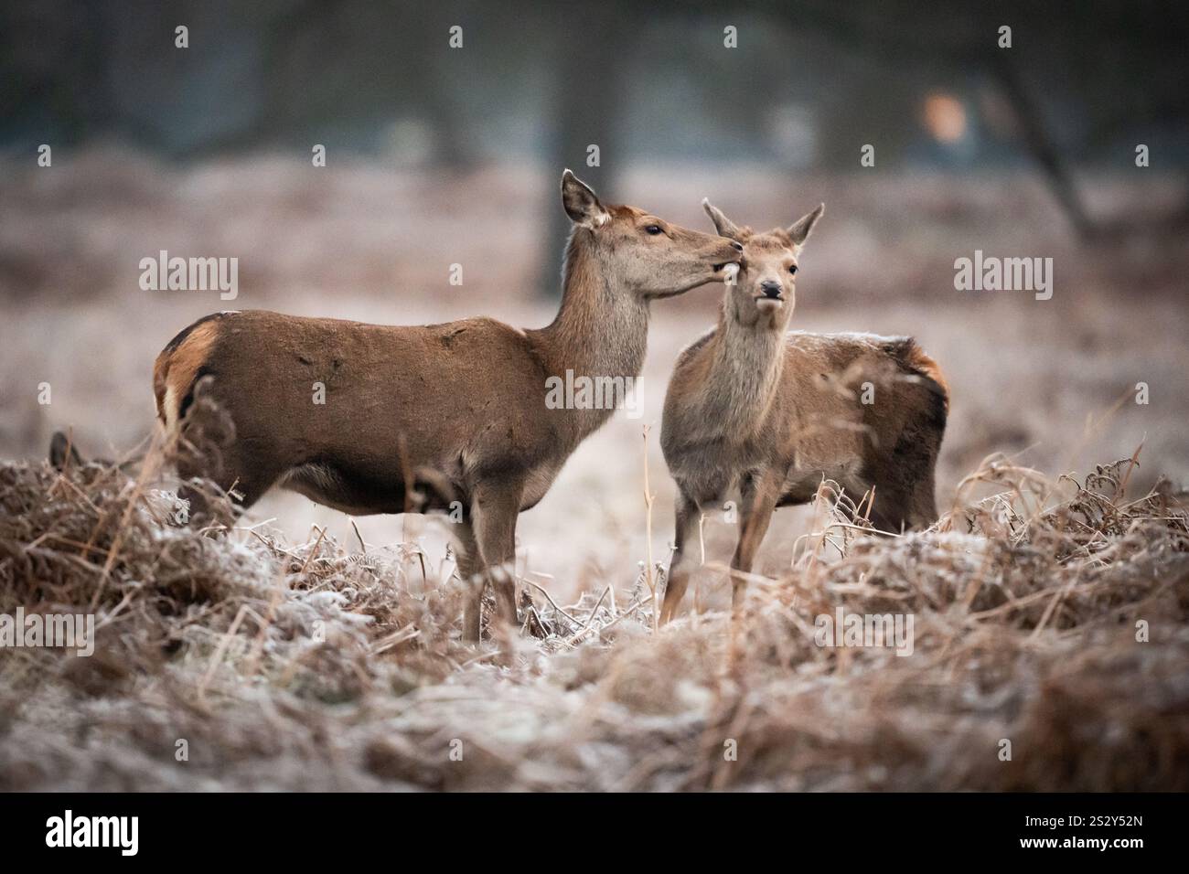 Deer graze in the frost, Bushy Park, London. Weather warnings for snow