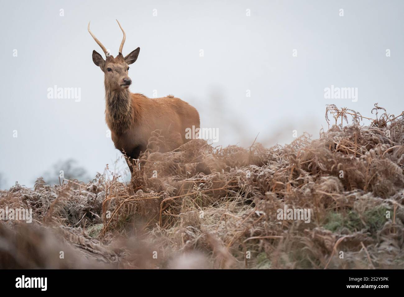 Deer graze in the frost, Bushy Park, London. Weather warnings for snow