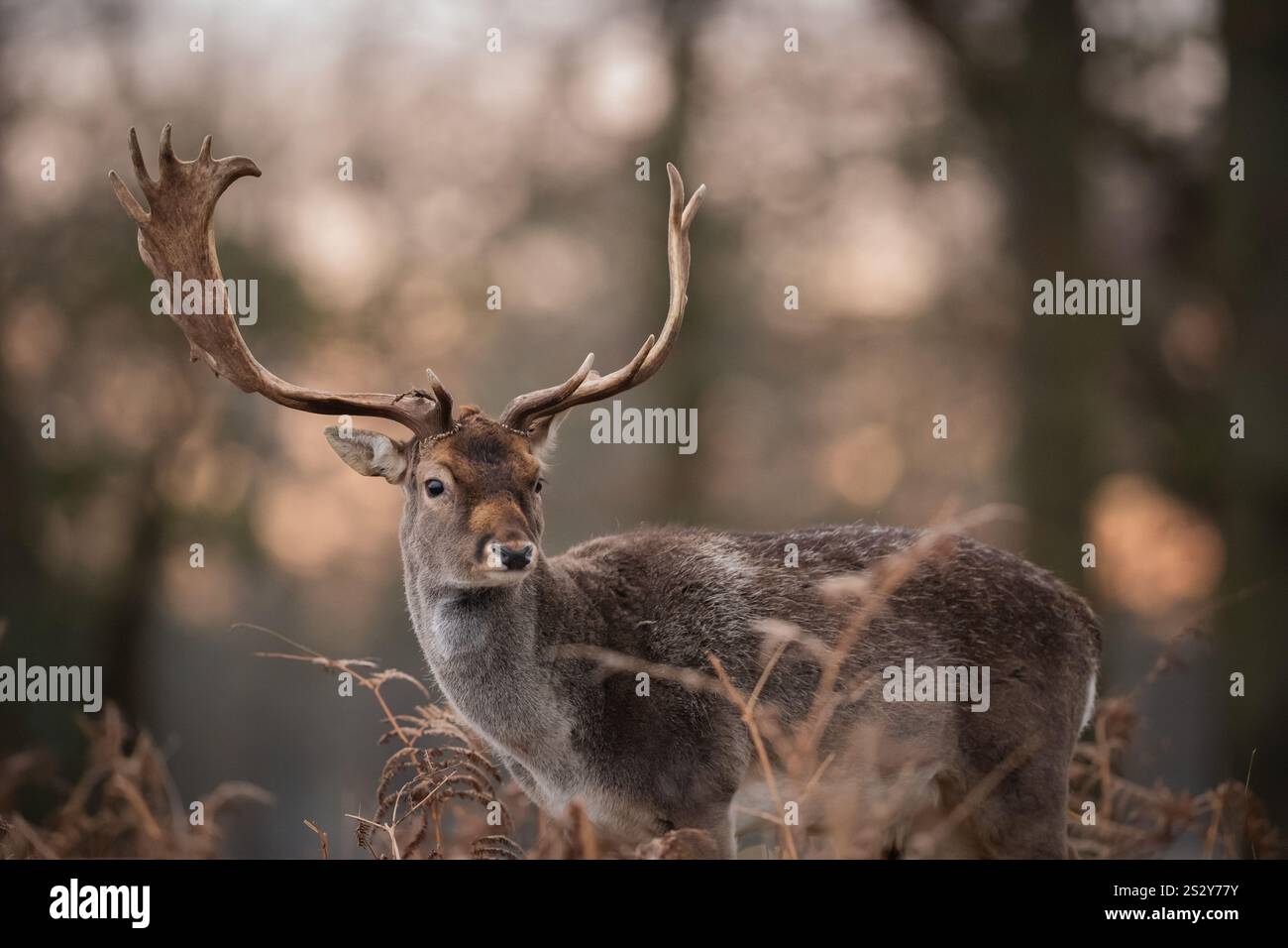 Deer graze in the frost, Bushy Park, London. Weather warnings for snow