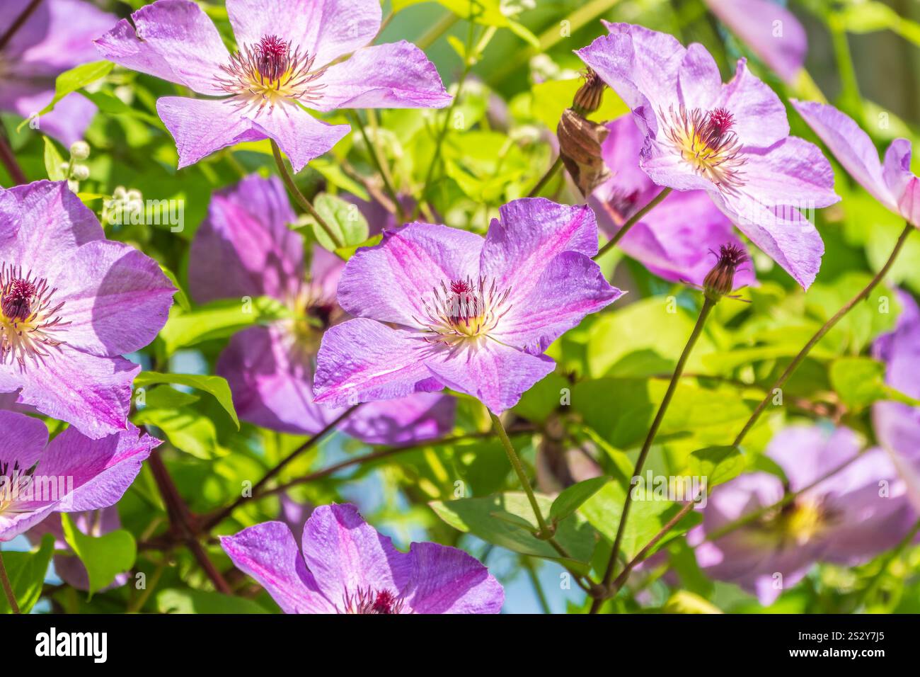 Clemas Spring Spring Flowering Downy Clematis (Clematis macropetala). Close up of ...