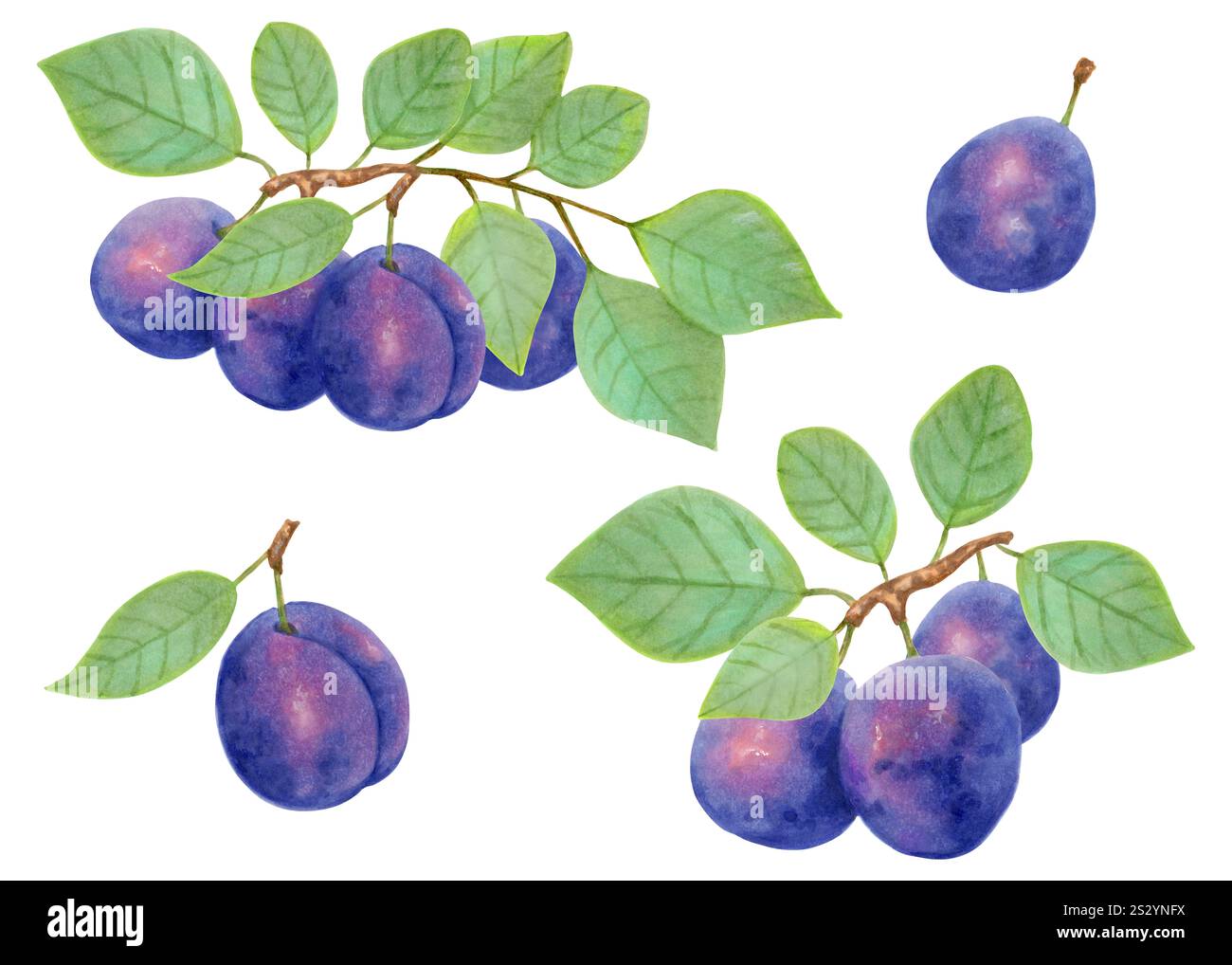 Plum fruit. Branch with whole fruits and leaves. Watercolor and marker ...