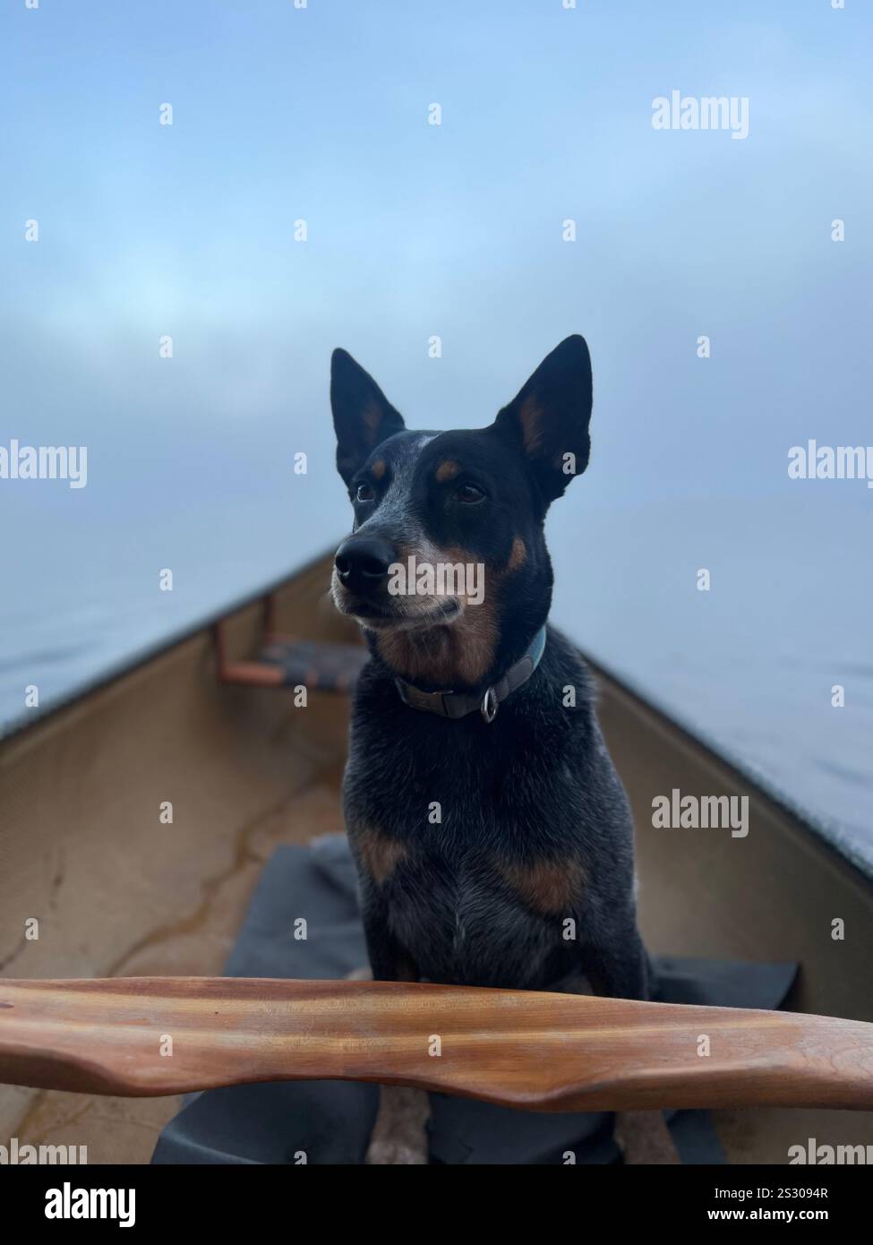 Dog in canoe - Smartphone Captured Stock Image