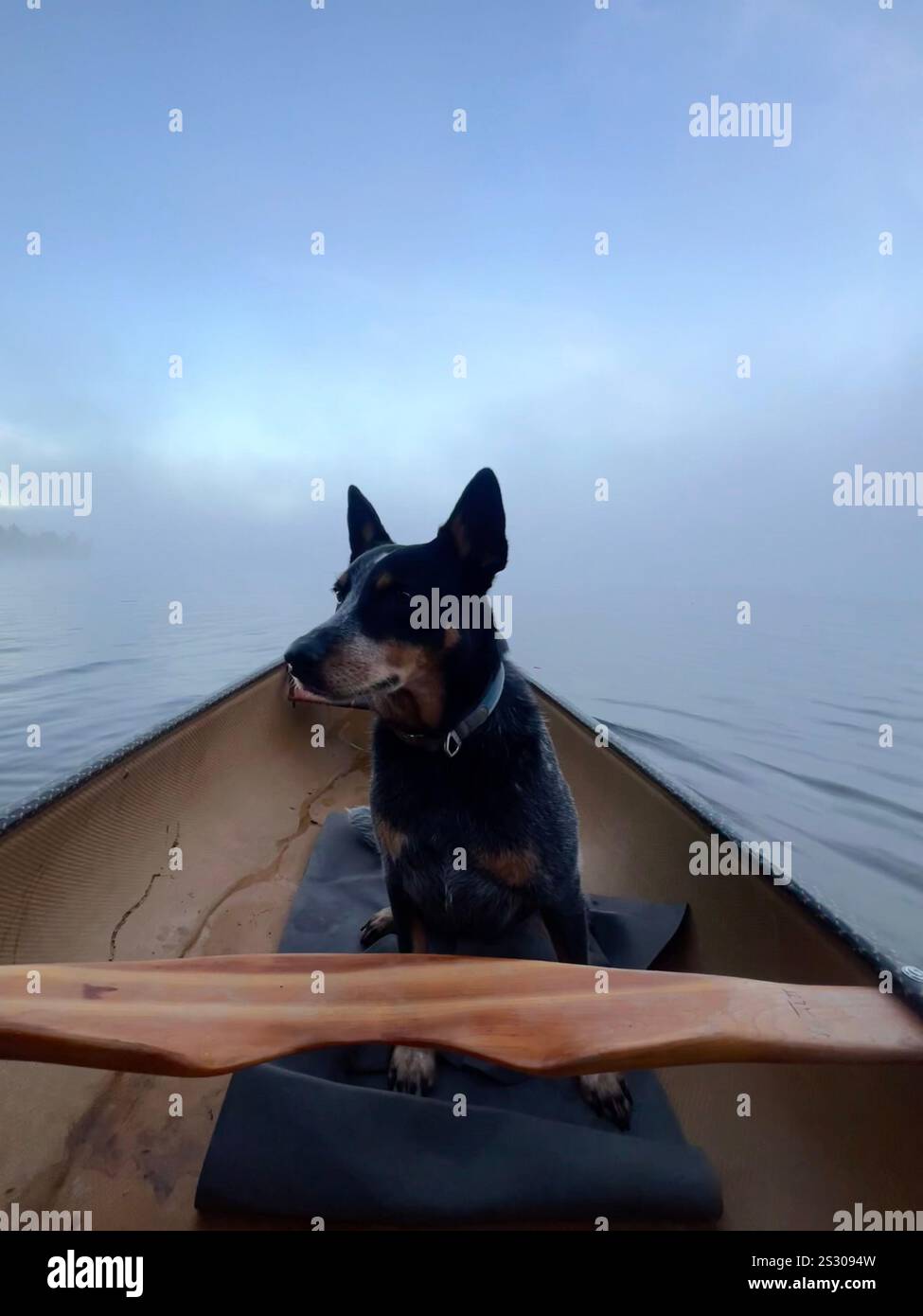 Dog in canoe - Smartphone Captured Stock Image