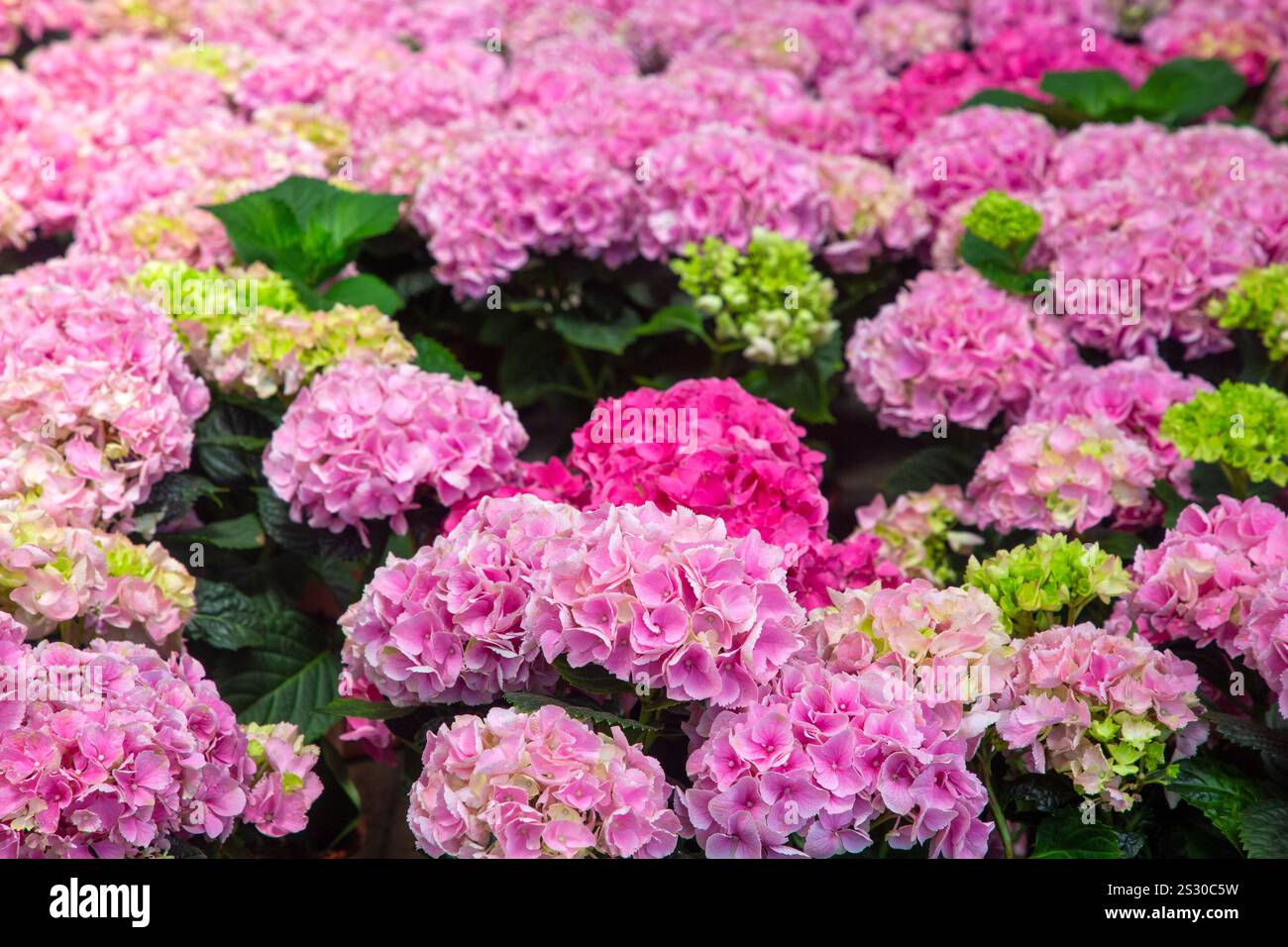 beautiful-purple-hydrangea-macrophylla-hi-res-stock-photography-and