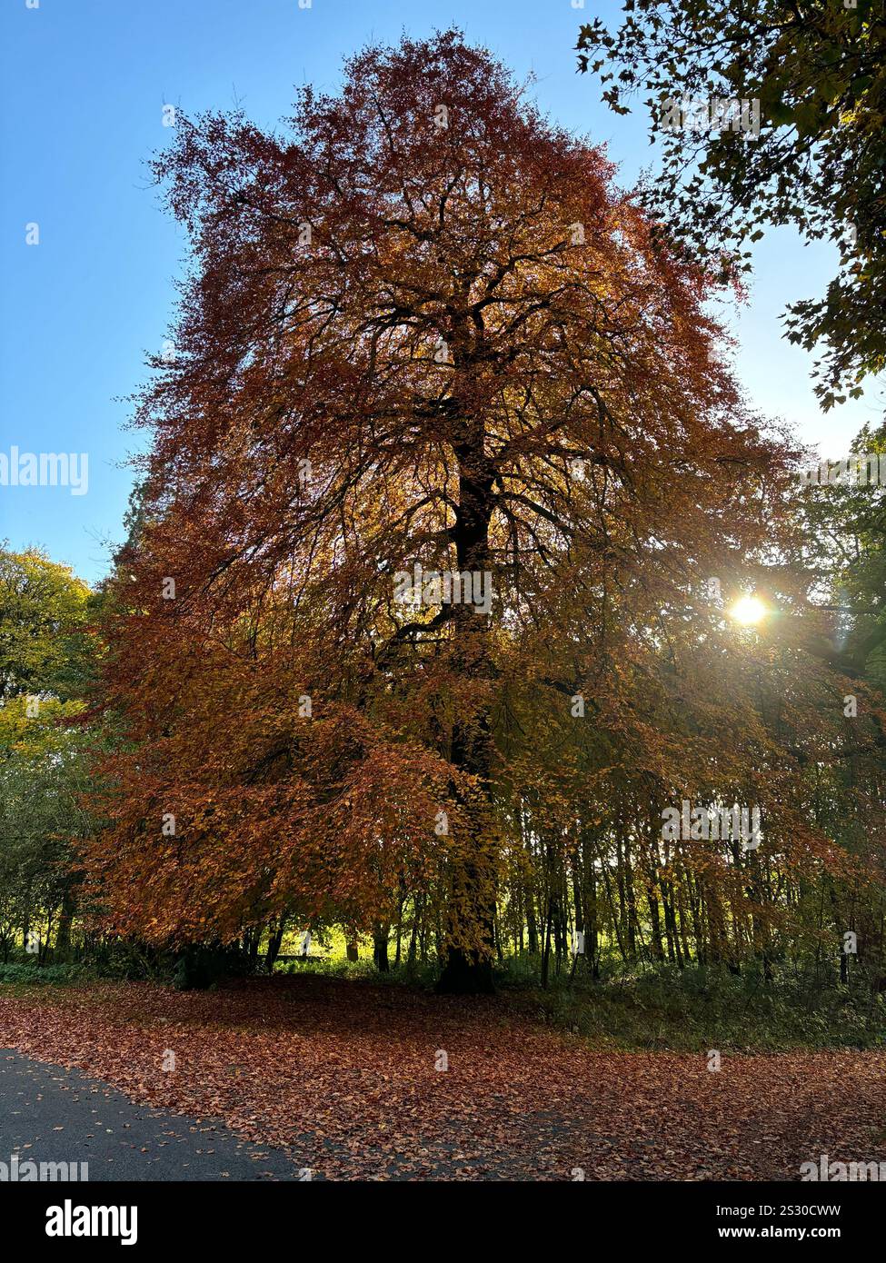 A majestic beech tree ablaze with autumnal colors stands tall against a vibrant blue sky. - Smartphone Captured Stock Image