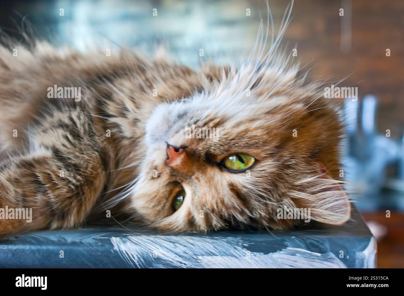 The green-eyed fluffy cat is lying on its side with a relaxed body, its ...