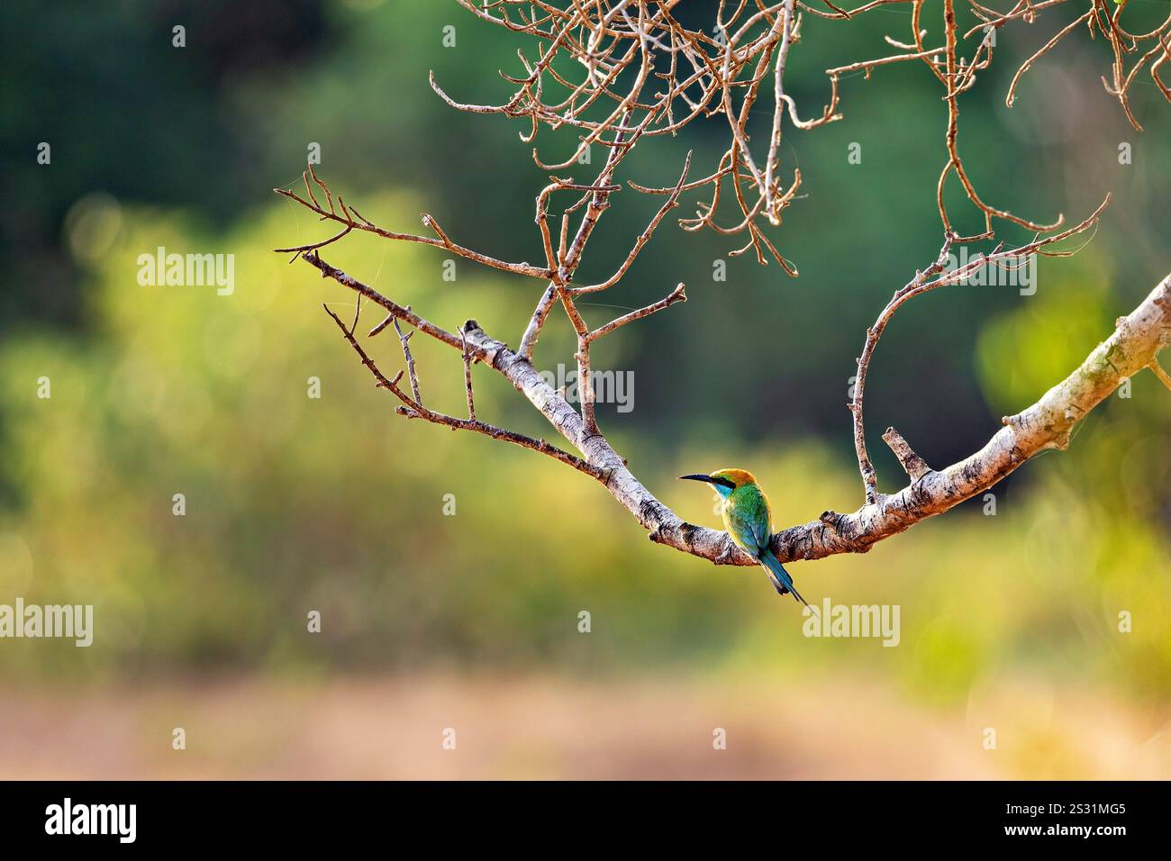 Green Bee Eater Birds of Sri Lanka Stock Photo - Alamy