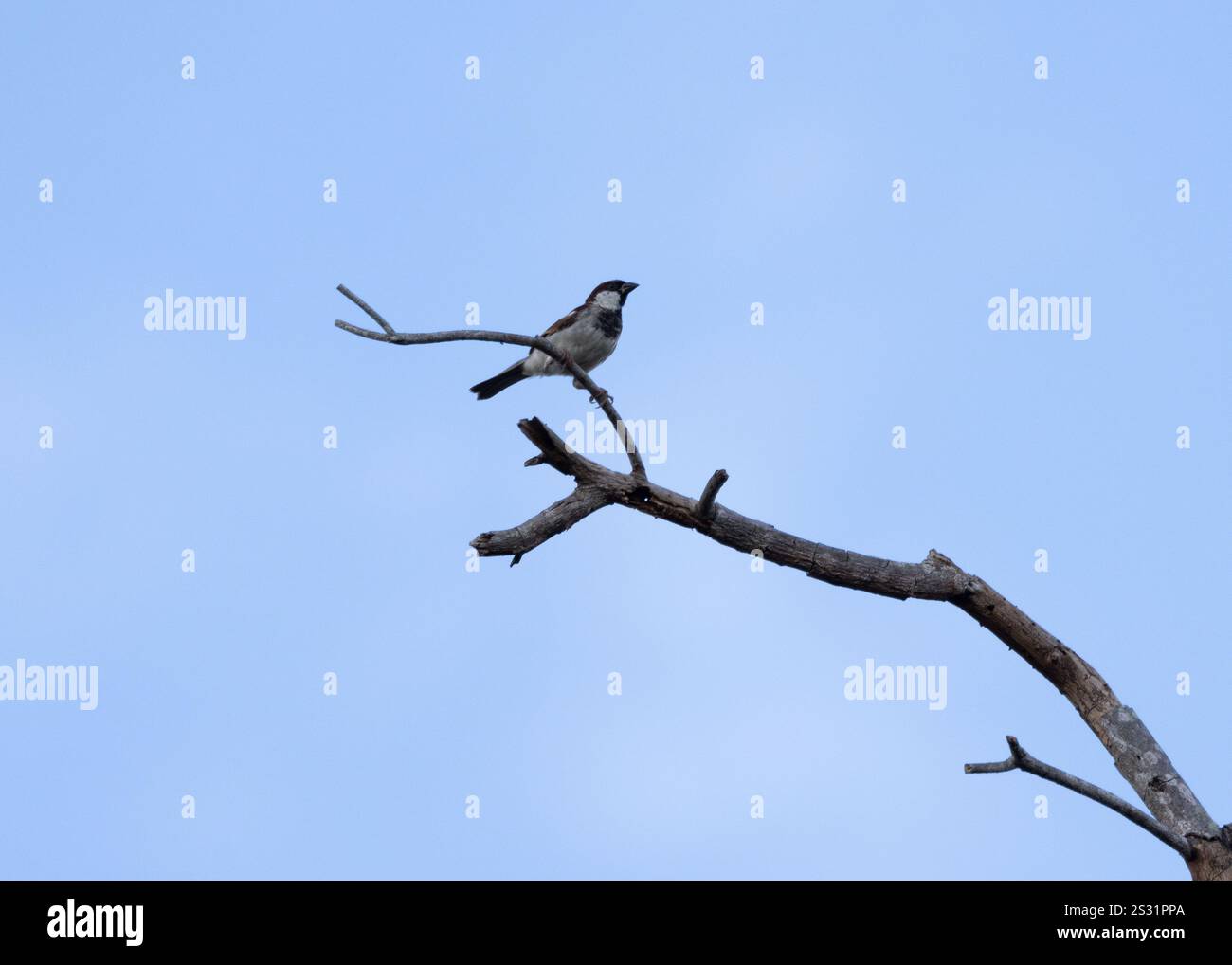 A House Sparrow perched on a branch on Zanzibar Stock Photo