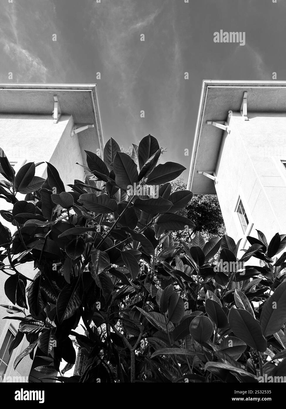 A black and white photo featuring a low-angle view of two buildings framing a large leafy plant. - Smartphone Captured Stock Image