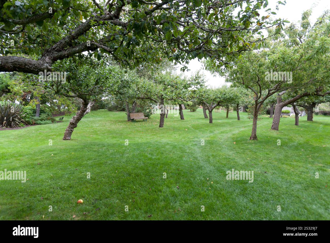 Old apple orchard hi-res stock photography and images - Alamy