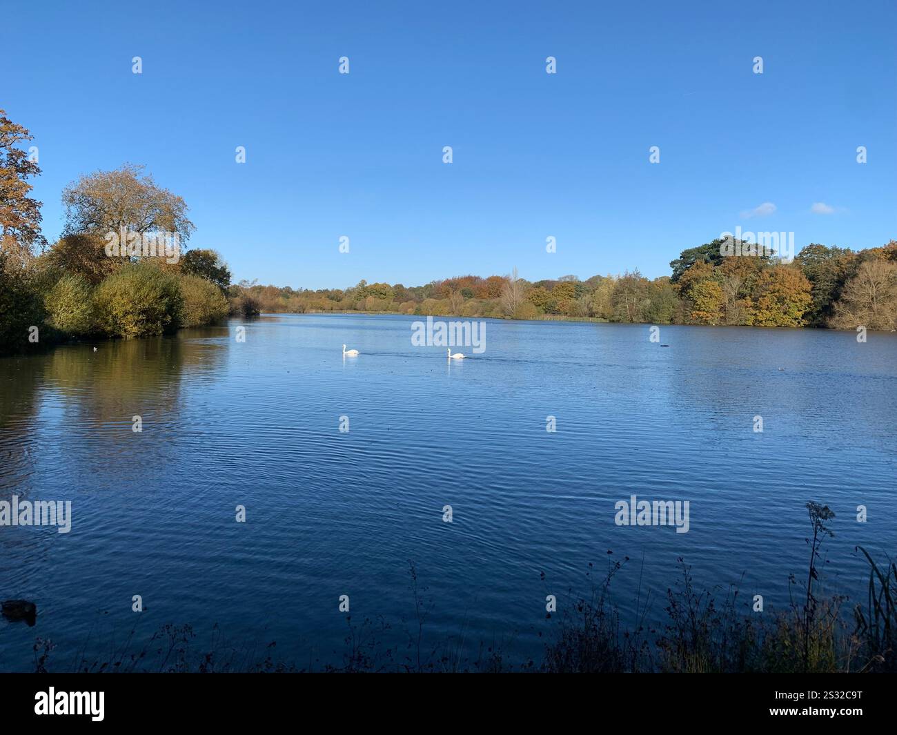 Looking over the Hatfield forest lake - Smartphone Captured Stock Image