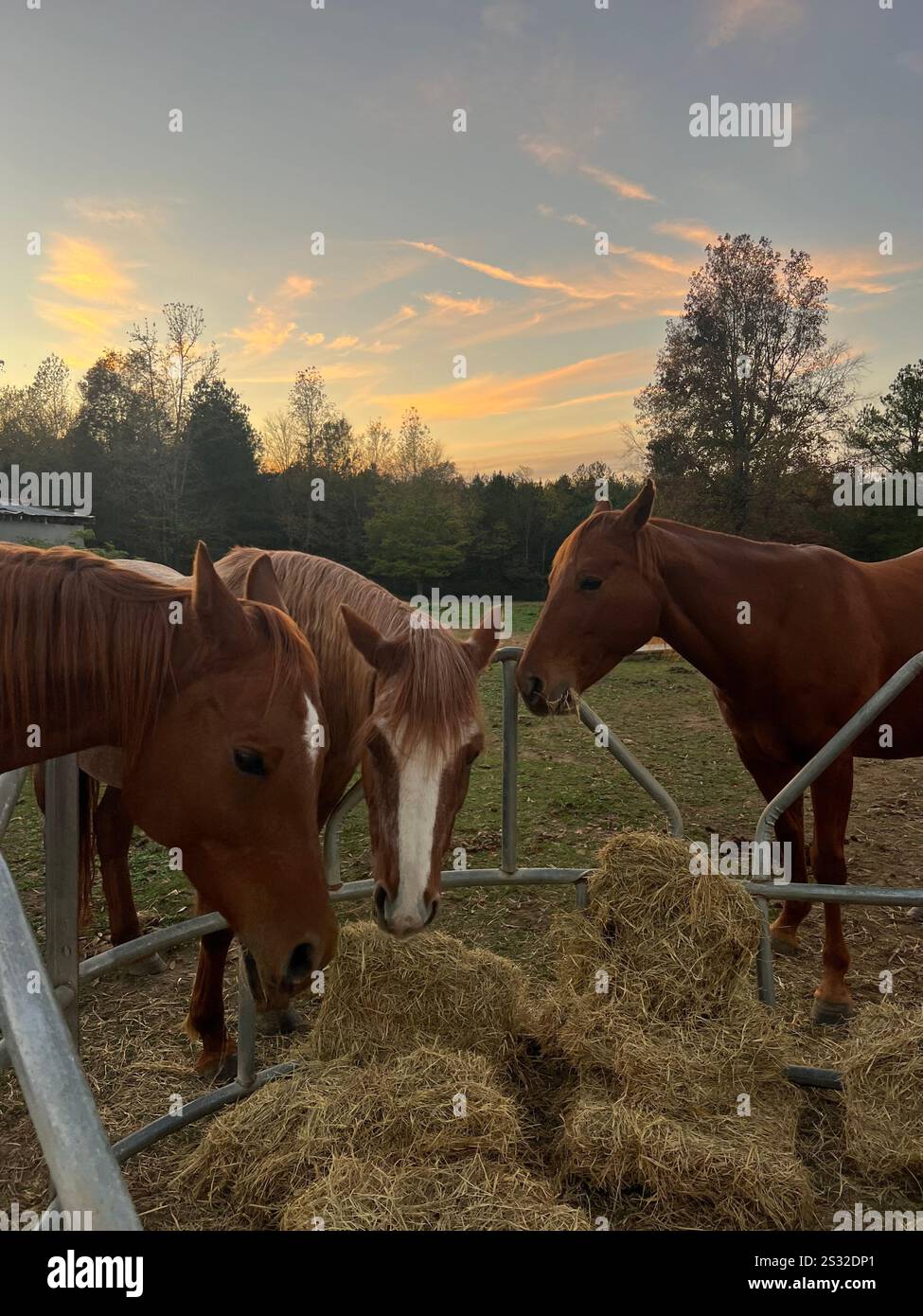 three adorable chestnut horses eating hay at dusk - Smartphone Captured Stock Image