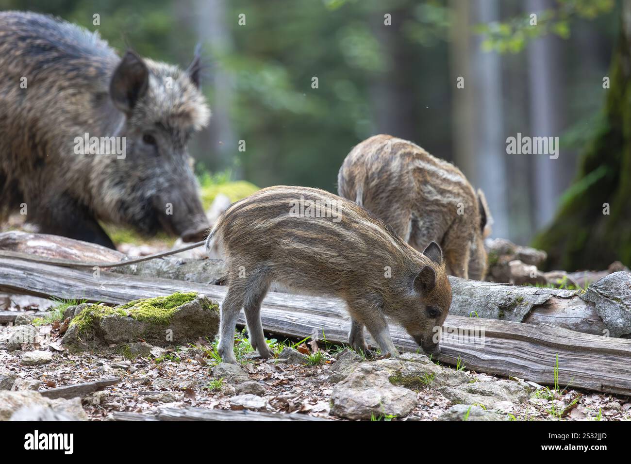 Wildschwein mit Frischling Stock Photo - Alamy Wildschwein mit Frischling Stock Photo - Alamy
