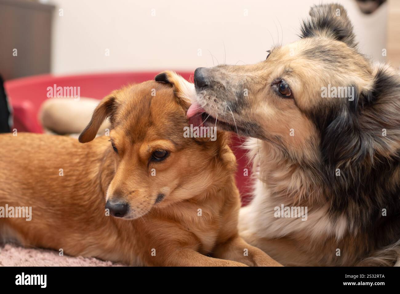Two playful dogs lie on a bed, one licking the others nose Stock Photo ...