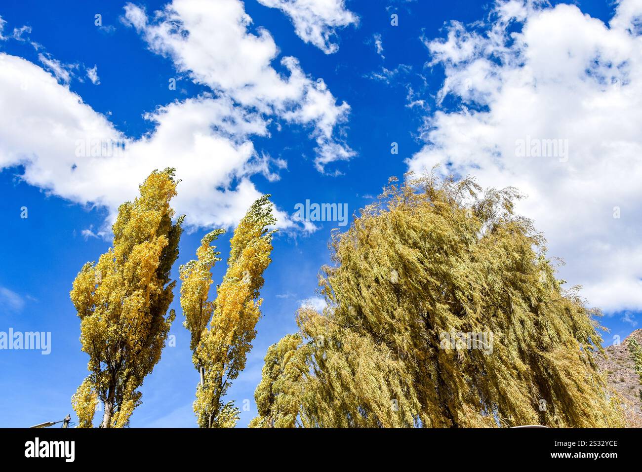 A beautiful sky with clouds and some trees flying in the wind. Stock Photo