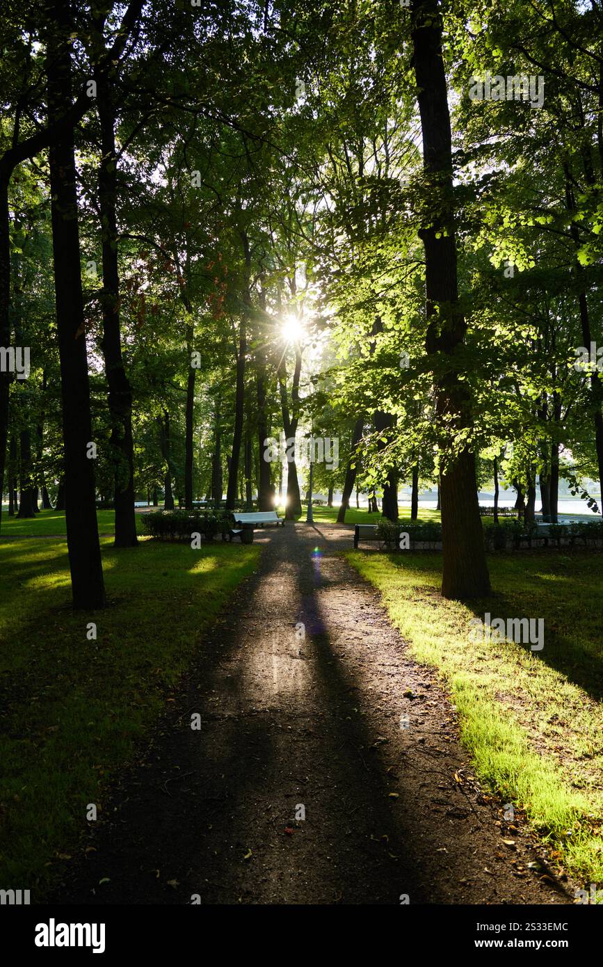 A Serene and Peaceful Forest Pathway With Sunlight Gently Filtering ...