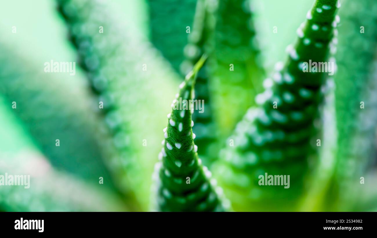 aloe vera dagcreme World Of Beauty Aloe Vera Creme main image 0