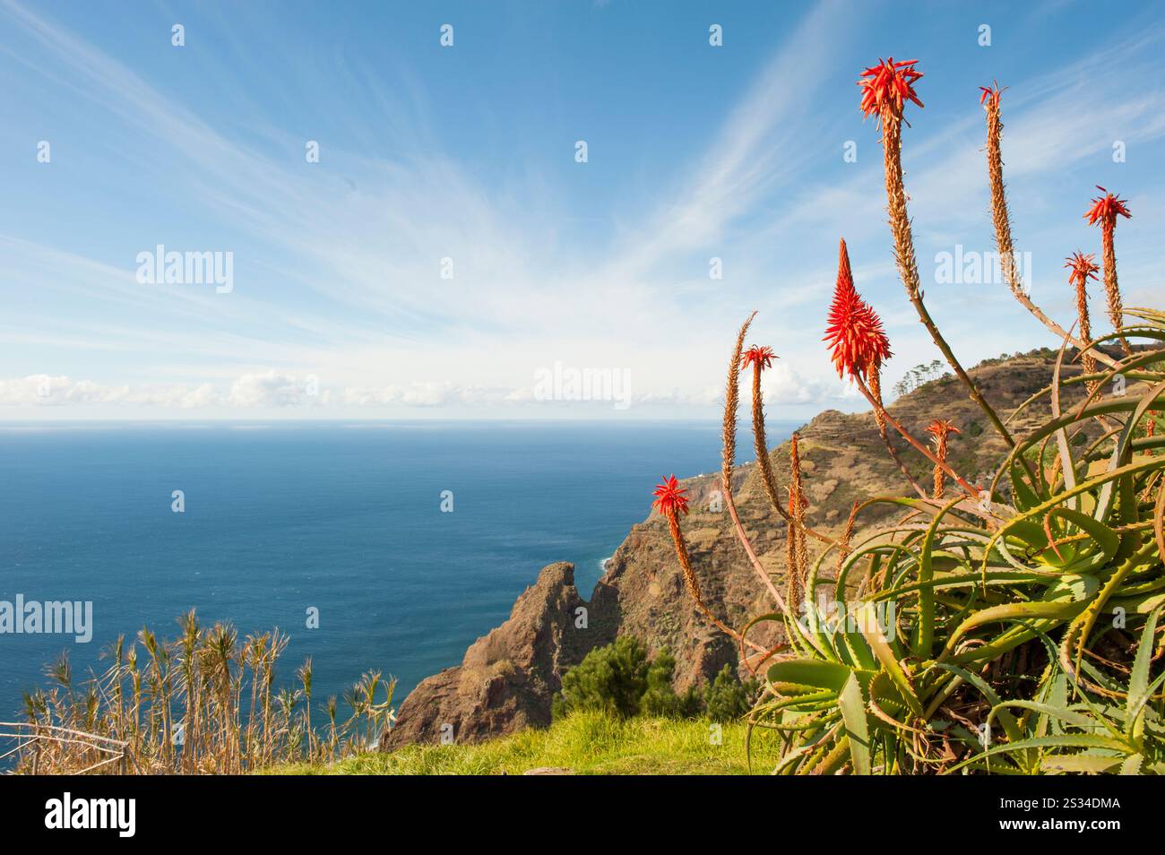 aloe arborescens on the path from Prazeres to Paul do Mar,Madeira island,Atlantic Ocean,Portugal Stock Photo