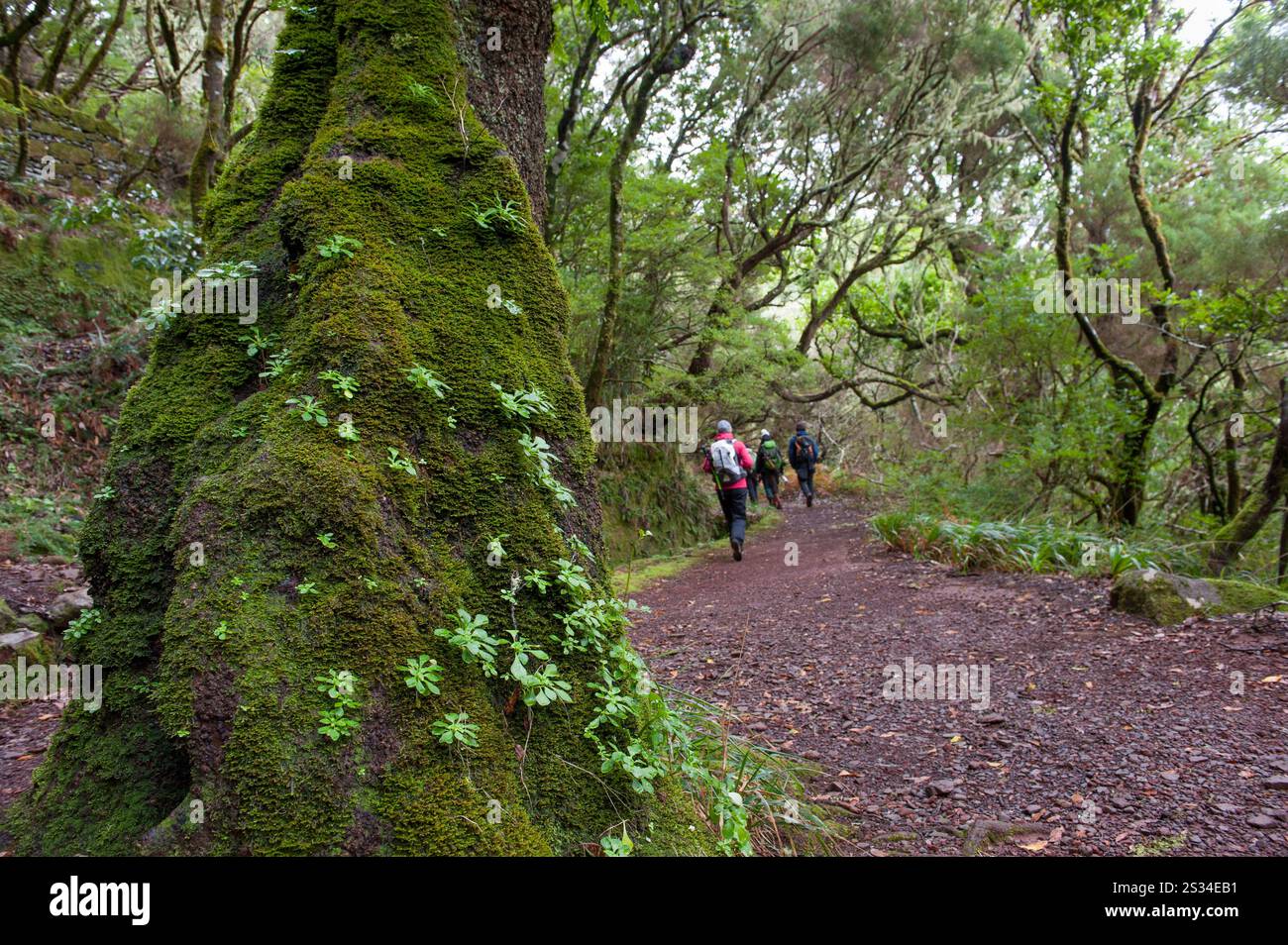 Rabacal levada walk towards the 25 Fountains cirque,Madeira island ...