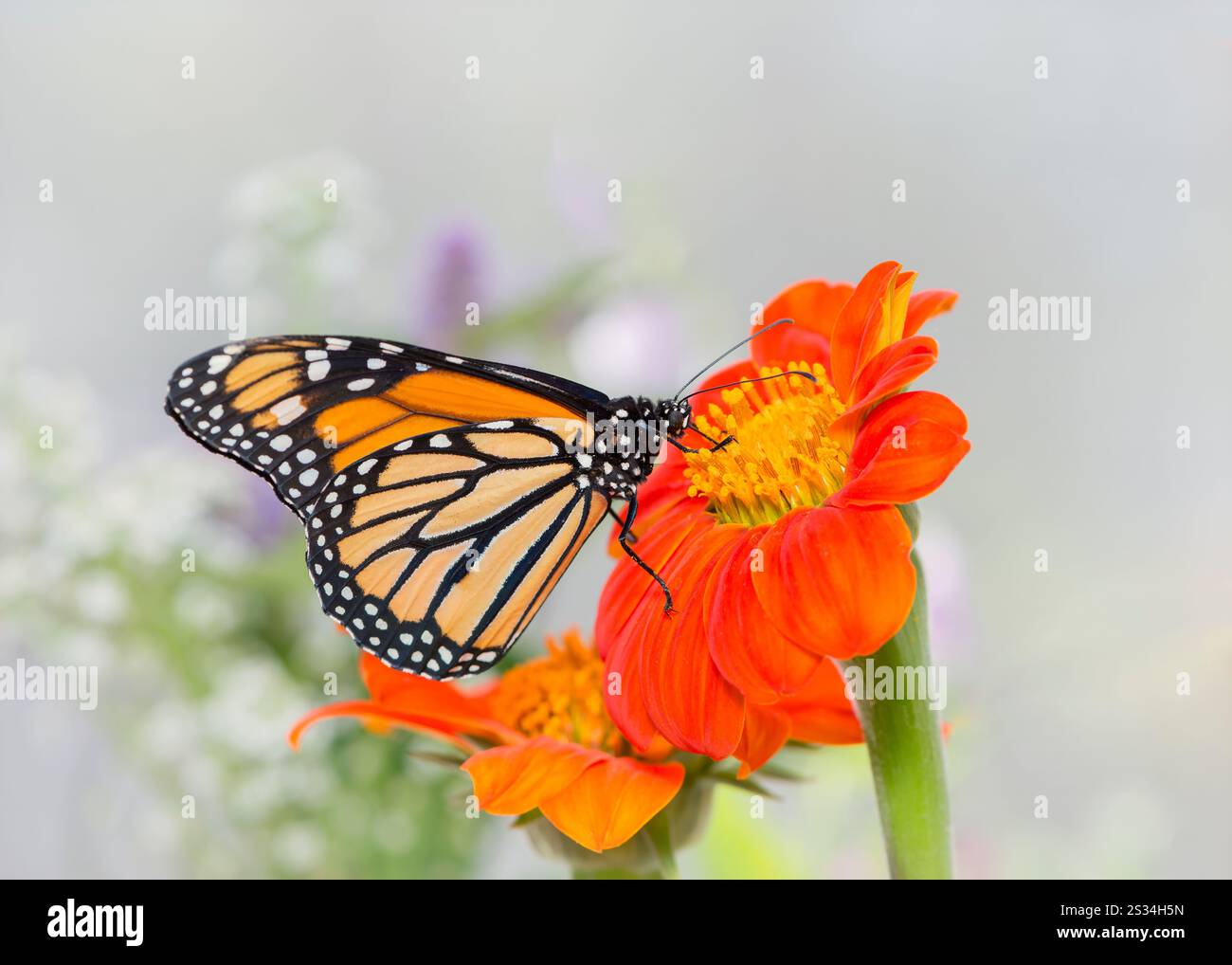 Side view of a Monarch butterfly (danaus plexippus) feeding on a ...