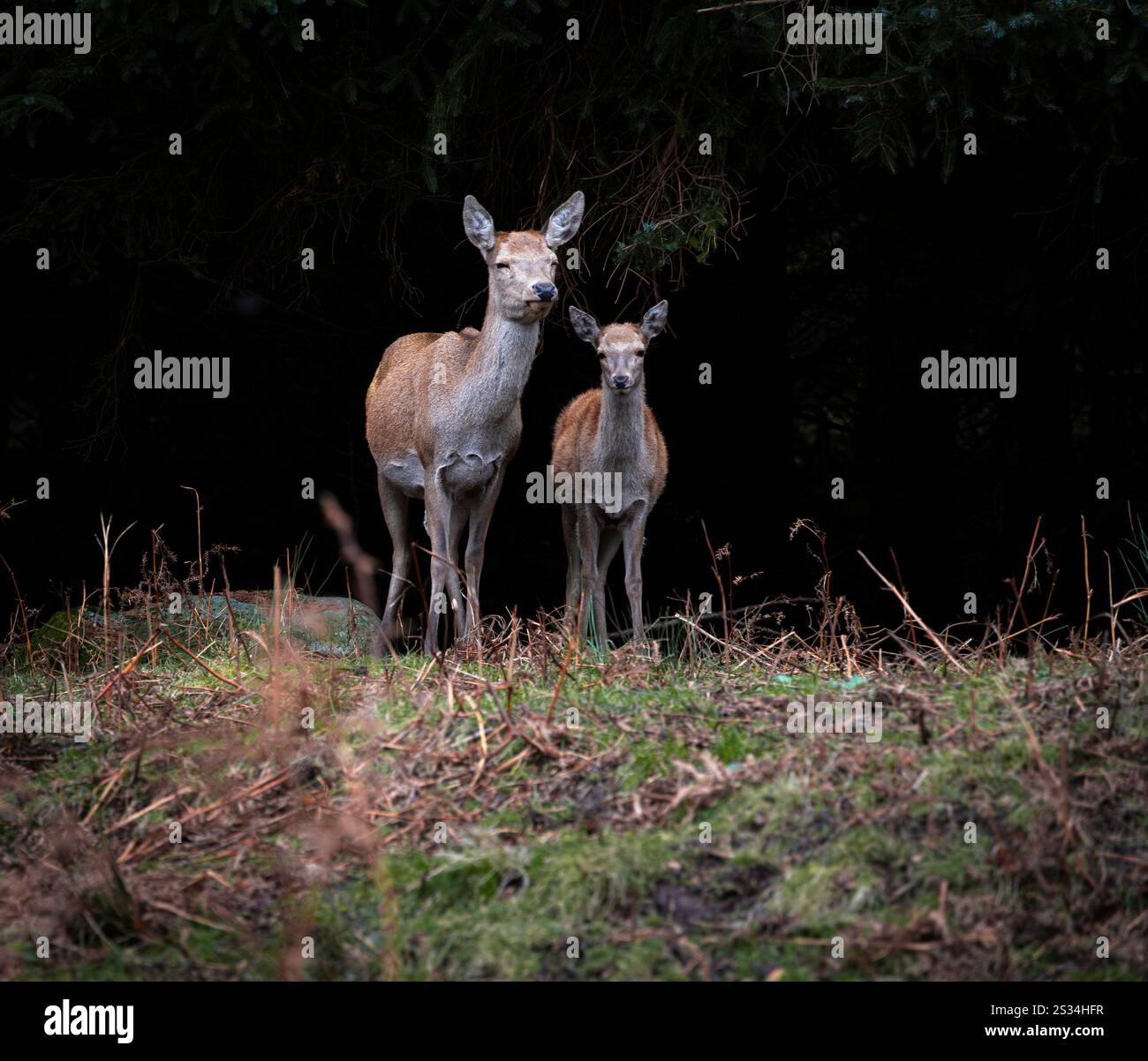 Motherly love Stock Photo