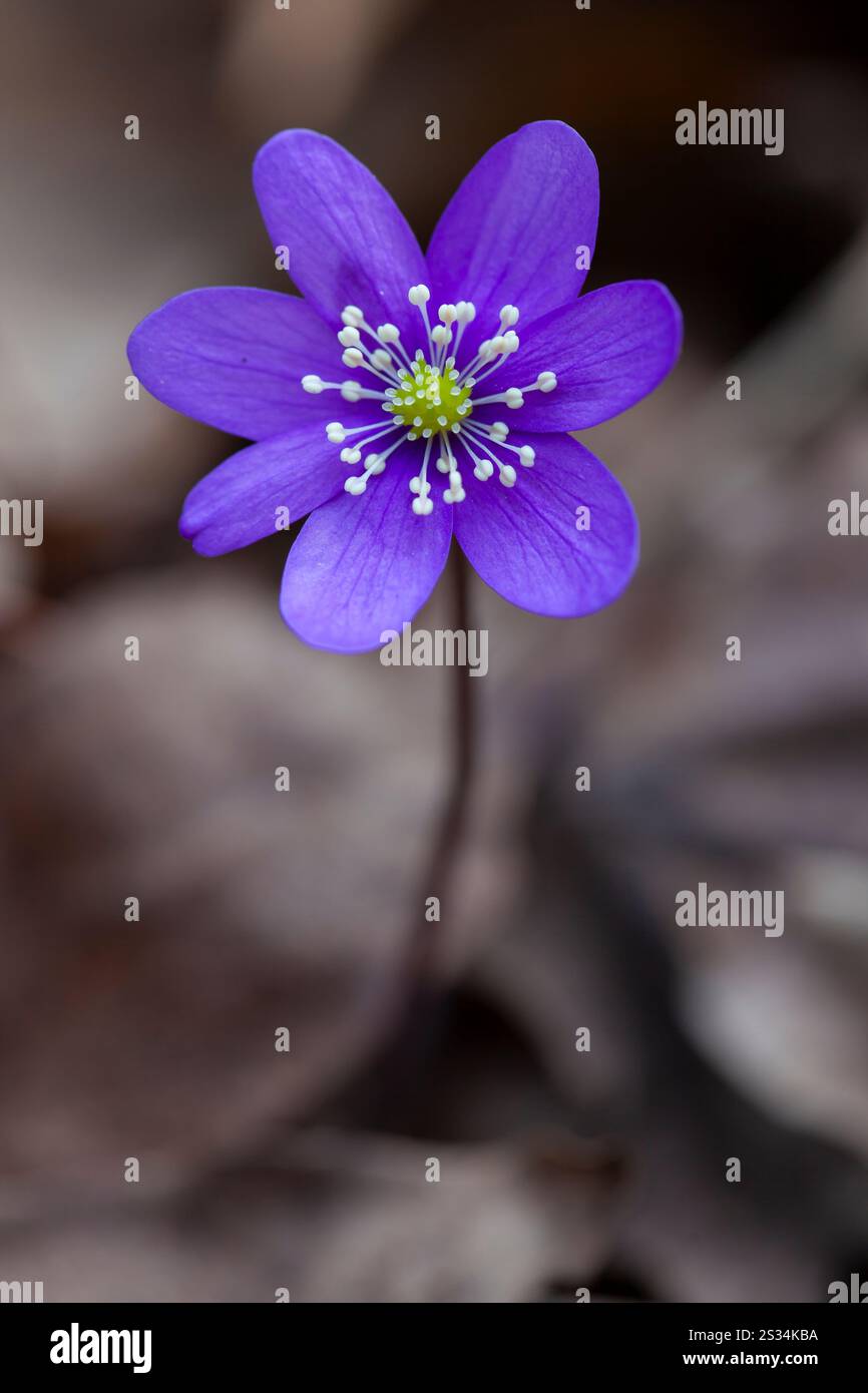 Liverwort, Hepatica nobilis, Bluete, Vaermland, Sweden Stock Photo
