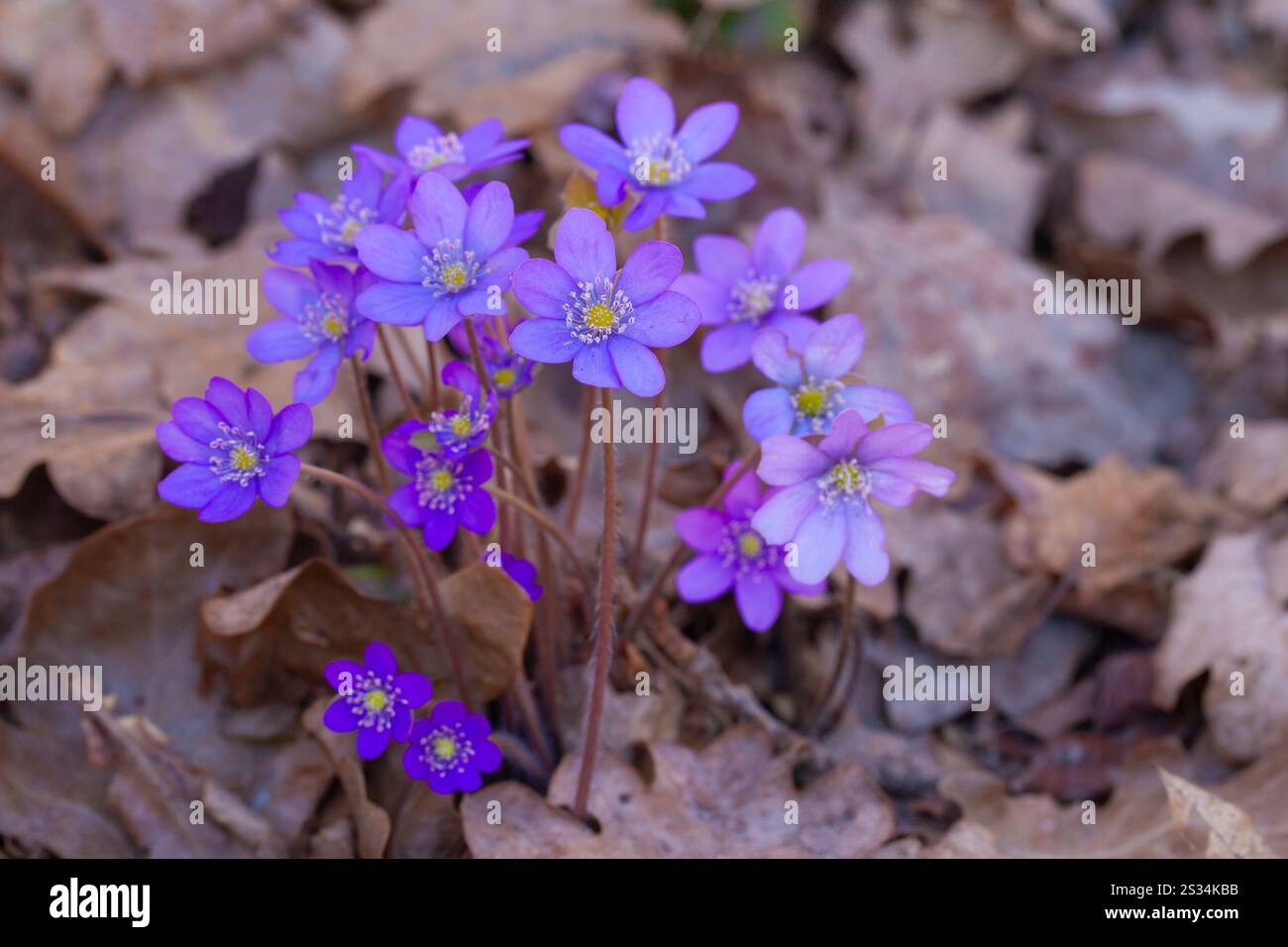 Liverwort, Hepatica nobilis, Bluete, Vaermland, Sweden Stock Photo