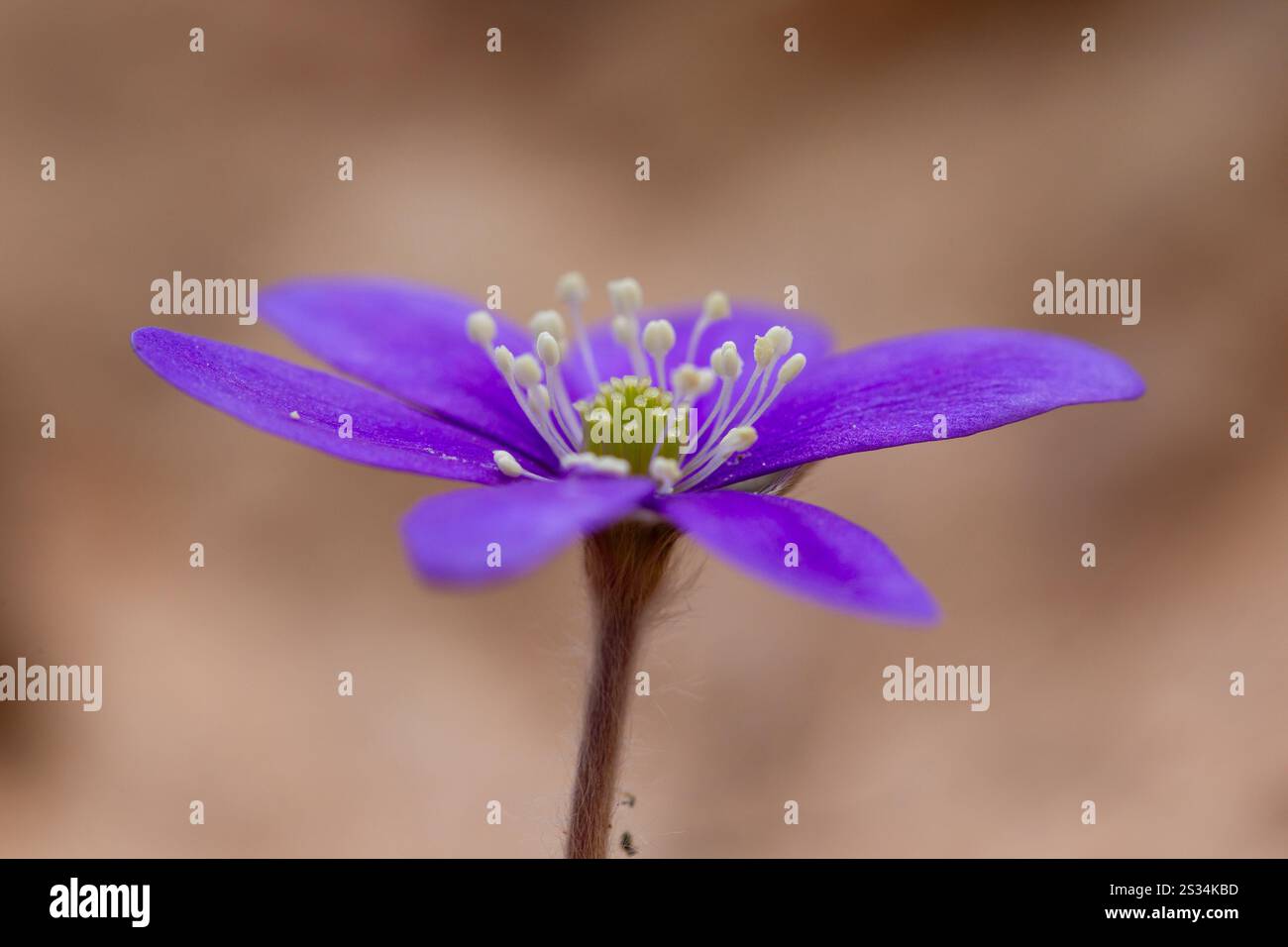 Liverwort, Hepatica nobilis, Bluete, Vaermland, Sweden Stock Photo