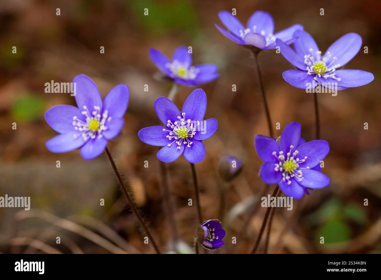 Liverwort, Hepatica nobilis, Bluete, Vaermland, Sweden Stock Photo