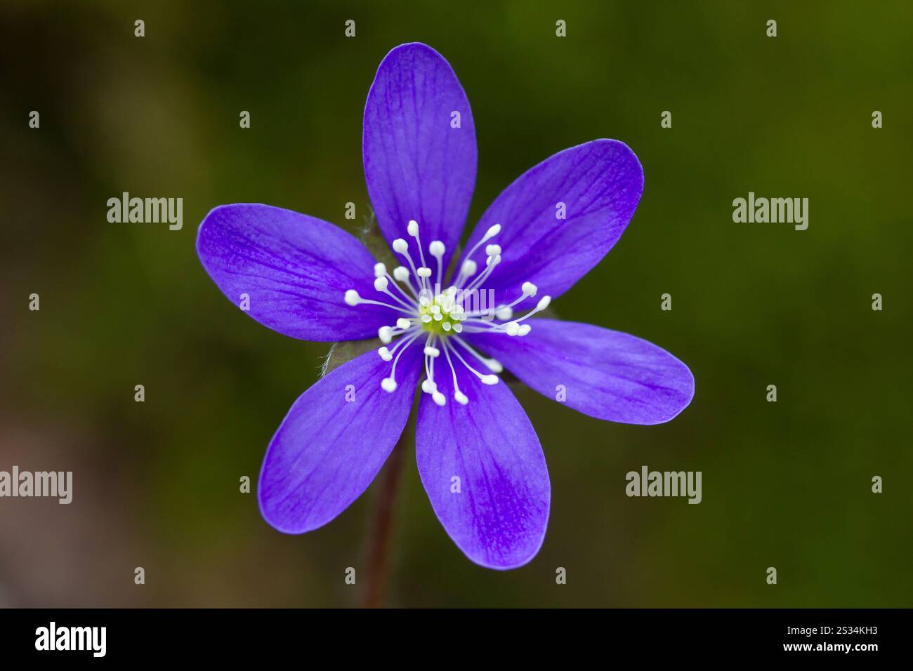 Liverwort, Hepatica nobilis, Bluete, Vaermland, Sweden Stock Photo