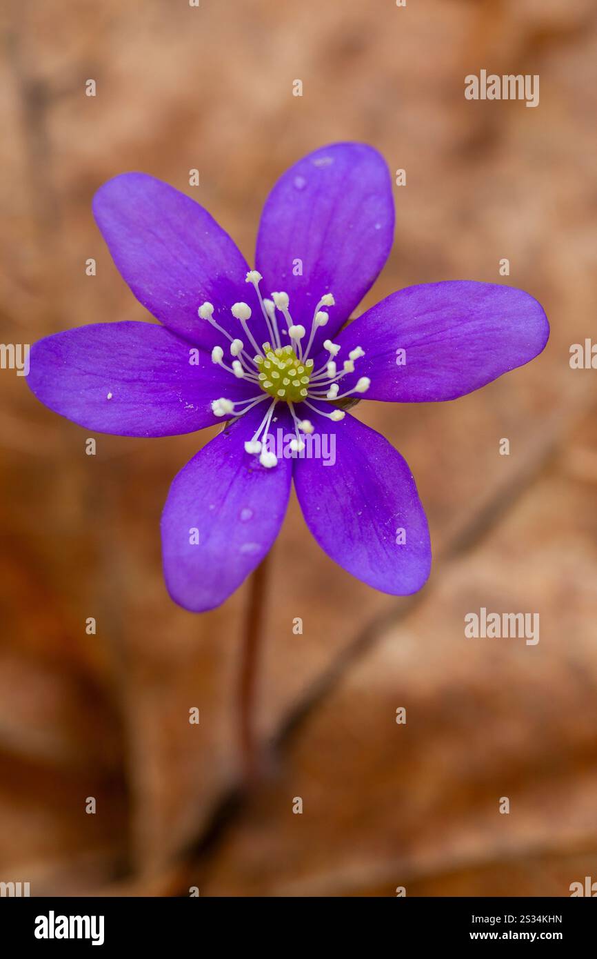 Liverwort, Hepatica nobilis, Bluete, Vaermland, Sweden Stock Photo