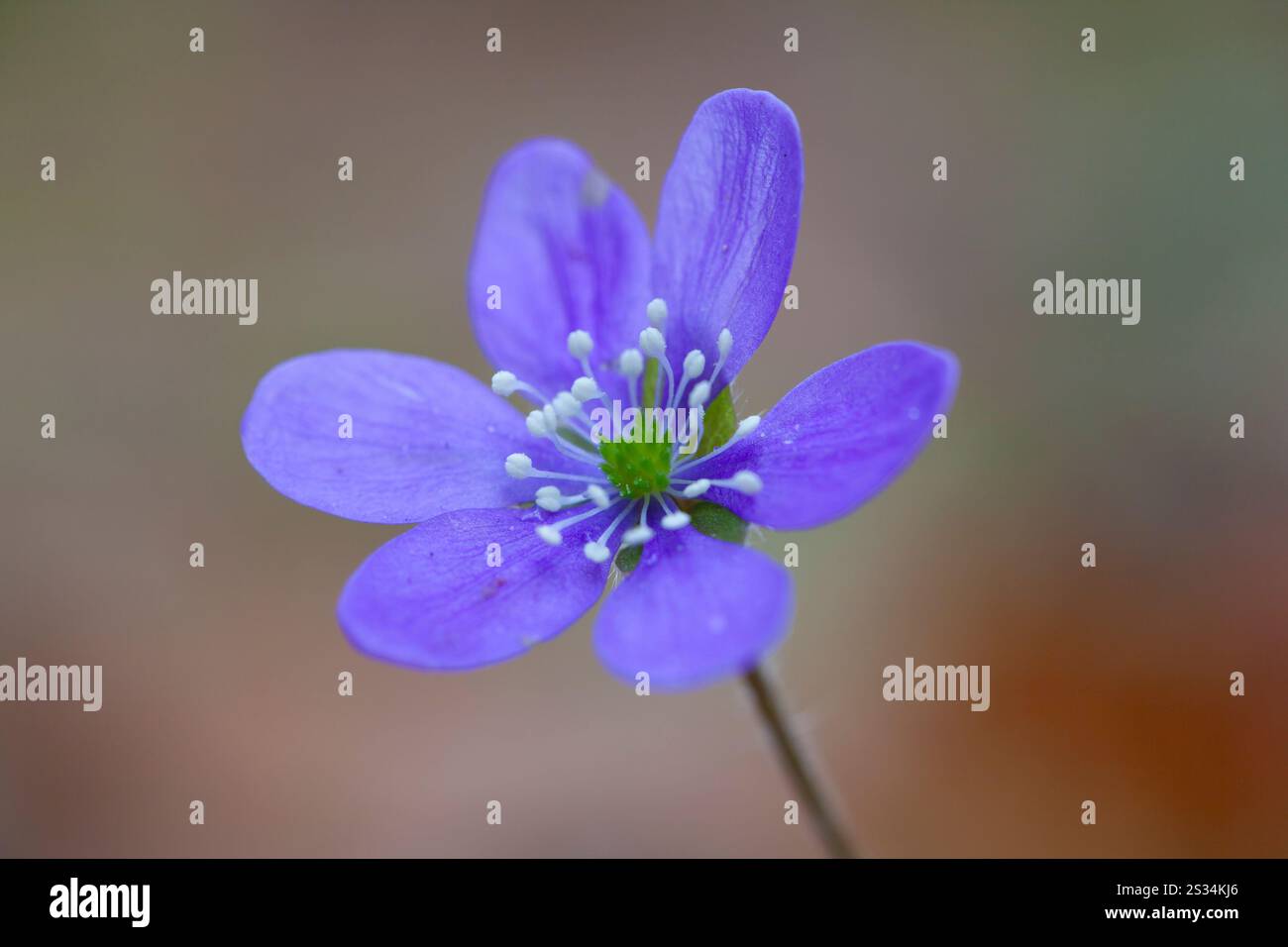 Liverwort, Hepatica nobilis, Bluete, Vaermland, Sweden Stock Photo