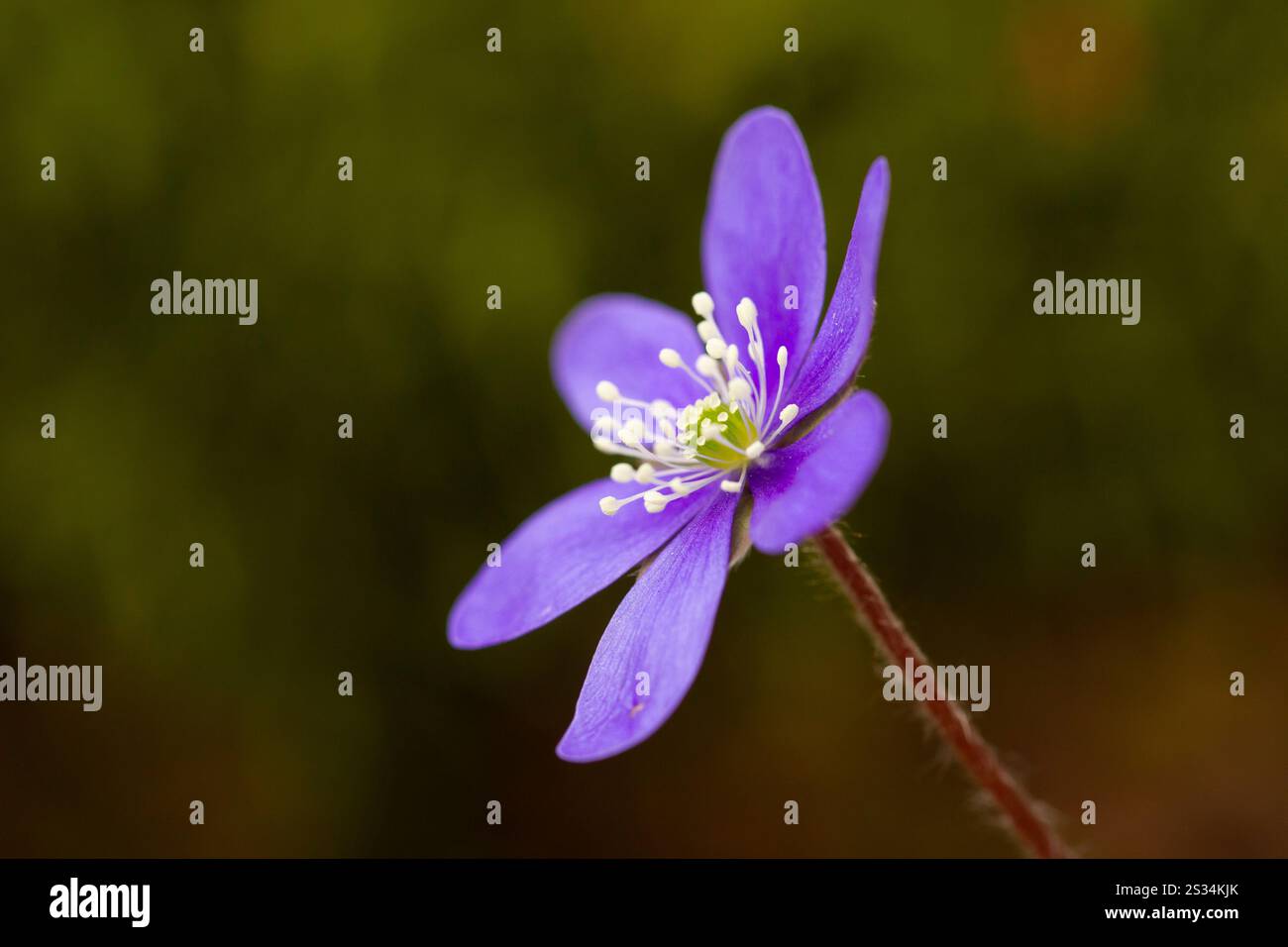 Liverwort, Hepatica nobilis, Bluete, Vaermland, Sweden Stock Photo