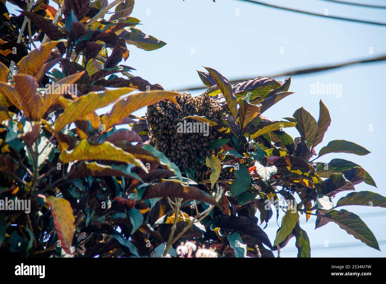 Bee hive honey swarm tree hi-res stock photography and images - Alamy
