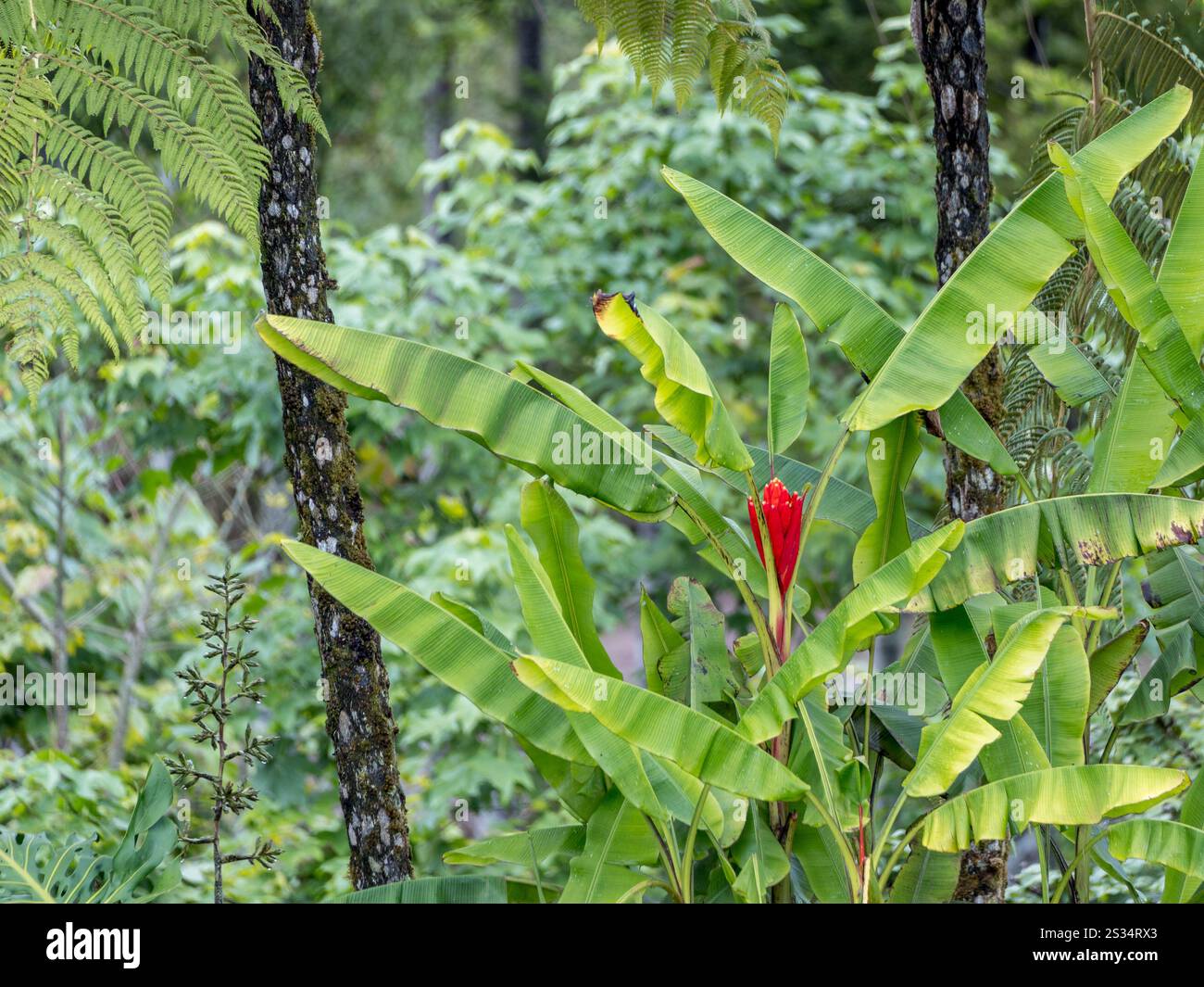 Amazon jungle flower hi-res stock photography and images - Alamy