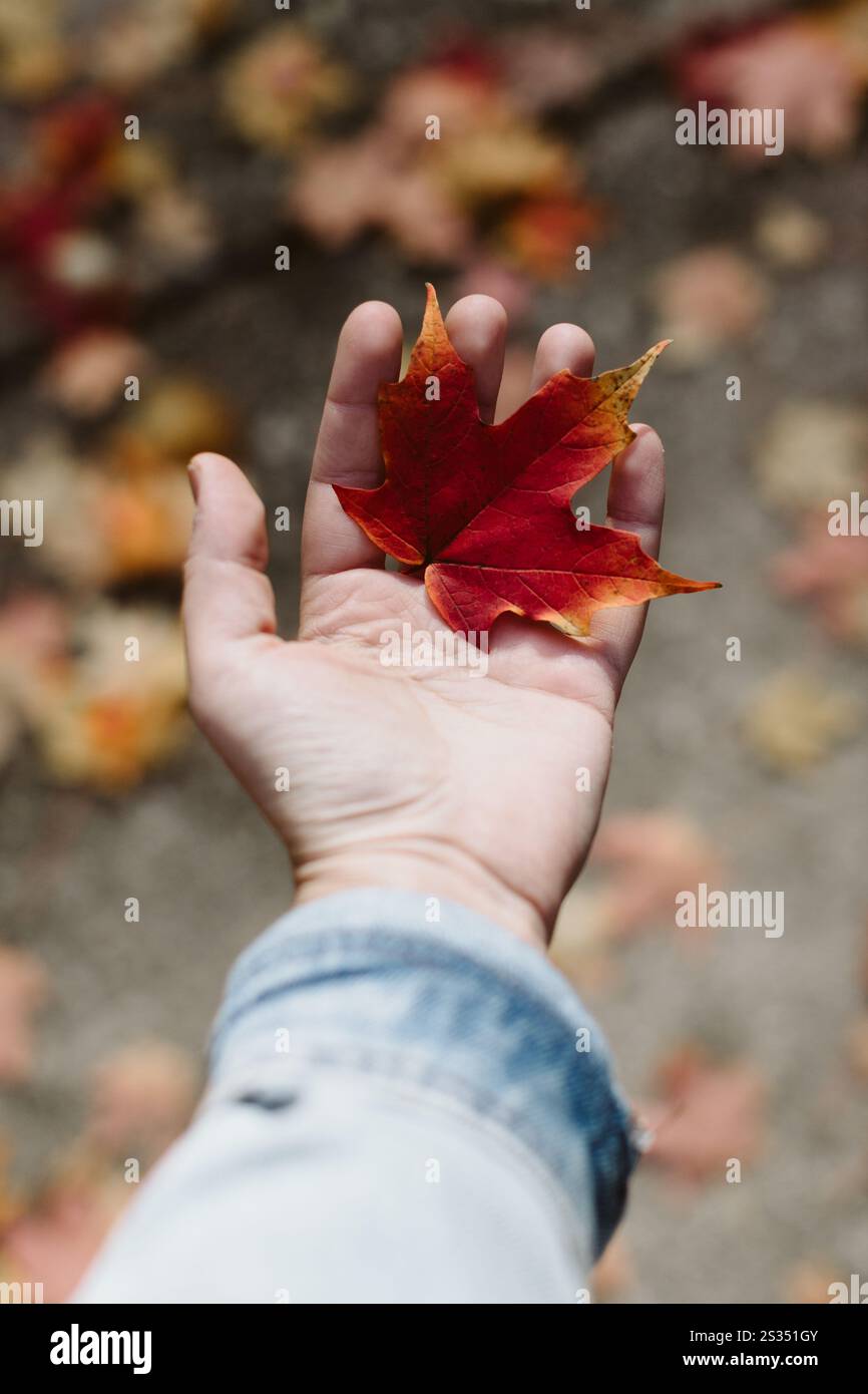 The first fall foliage hits the ground Stock Photo - Alamy