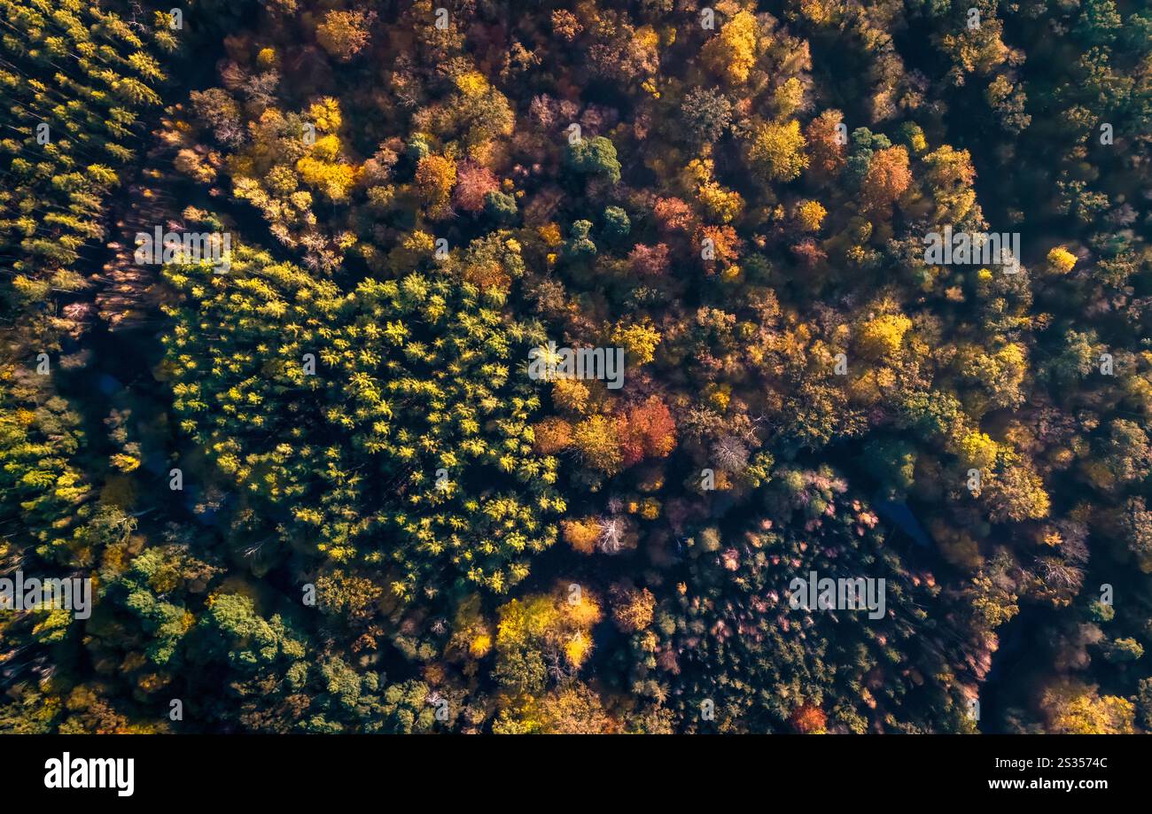 Aerial photography, drone photography, autumn forest, mixed forest ...